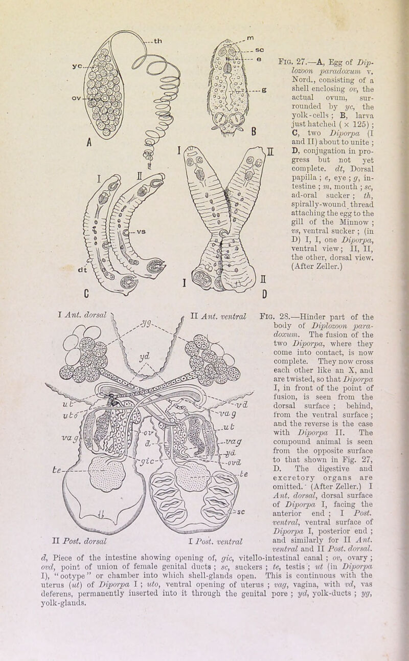 m Fig. 27.—A, Egg of Dip- lozoon paradoxum v, Nord., consisting of a shell enclosing ov, the actual ovum, sur- rounded by yc, the yolk-cells ; B, larva just hatched ( x 125) ; C, two Diporpa (I and II) about to unite ; D, conjugation in pro- gress but not yet complete, dt, Dorsal papilla ; e, eye ; g, in- testine ; m, mouth ; sc, ad-oral sucker ; th, spirally-wound _ thread attaching the egg to the gill of the Minnow ; vs, ventral sucker ; (in D) I, I, one Diporpa, ventral view; II, II, the other, dorsal view. (After Zeller.) I Ant. dorsal II Ant. ventral Fig. 28.—Hinder part of the body of Diplozoun para- doxum. The fusion of the two Diporpa, where they come iuto contact, is now complete. They now cross each other like an X, and are twisted, so that Diporpa I, in front of the point of fusion, is seen from the dorsal surface ; behind, from the ventral surface; and the reverse is the case with Diporpa II. The compound animal is seen from the opposite surface to that shown in Fig. 27, D. The digestive and excretory organs are omitted.' (After Zeller.) I Ant. dorsal, dorsal surface of Diporpa I, facing the anterior end ; I Post, ventral, ventral surface of Diporpa I, posterior end ; ventral and II Post, dorsal, d, Piece of the intestine showing opening of, gic, vitello-intestinal canal ; ov, ovary ; ovd, point of union of female genital ducts ; sc, suckers ; te, testis ; vt (in Diporpa I), “ ootype ” or chamber into which shell-glands open. This is continuous with the uterus (ut) of Diporpa I ; uto, ventral opening of uterus ; vag, vagina, with vd, vas deferens, permanently inserted iuto it through the genital pore ; yd, yolk-ducts ; yg, yolk-glands. 9 va ■ovd