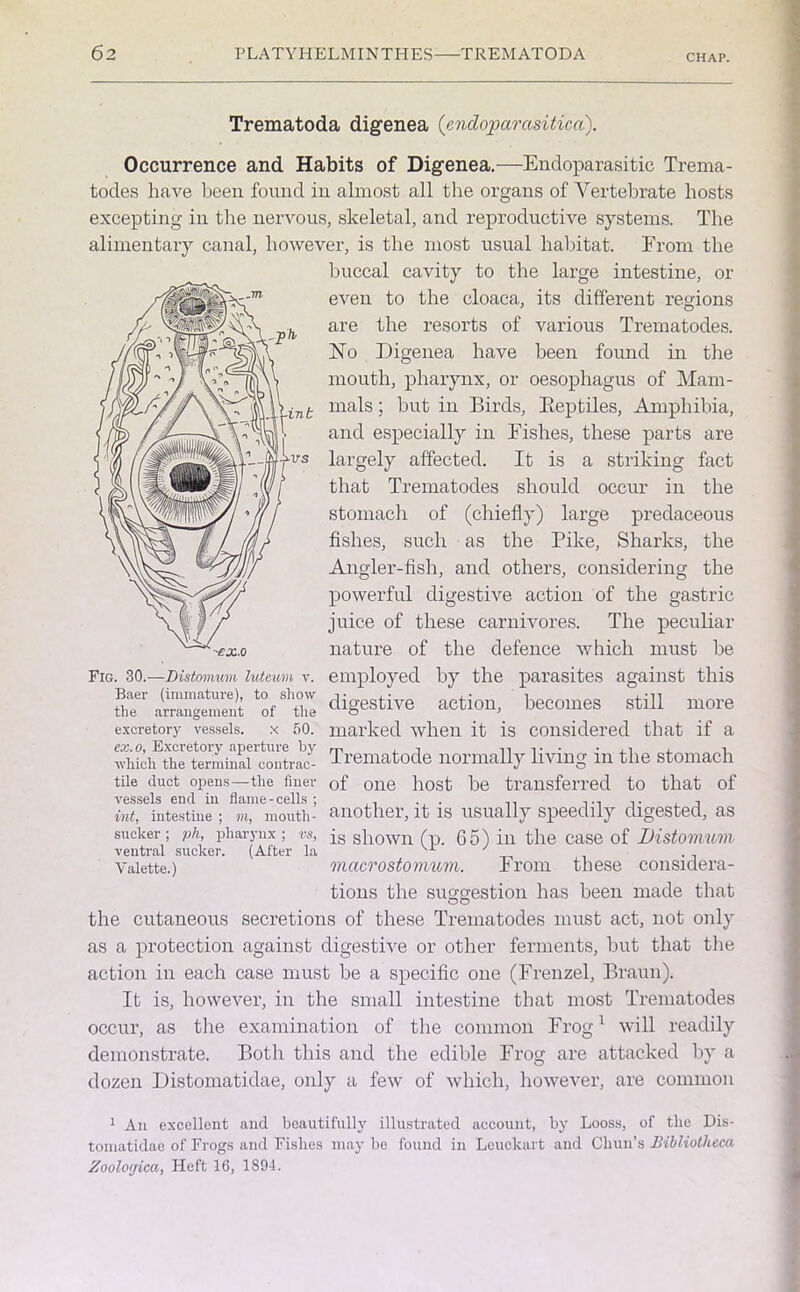 CHAP. Trematoda digenea (endoparasitica). Occurrence and Habits of Digenea.—- Endoparasitic Trema- todes have been found in almost all the organs of Vertebrate hosts excepting in the nervous, skeletal, and reproductive systems. The alimentary canal, however, is the most usual habitat. From the buccal cavity to the large intestine, or even to the cloaca, its different regions 1 O are the resorts of various Trematodes. No Digenea have been found in the mouth, pharynx, or oesophagus of Mam- mals ; but in Birds, Beptiles, Amphibia, and especially in Fishes, these parts are largely affected. It is a striking fact that Trematodes should occur in the stomach of (chiefly) large predaceous fishes, such as the Pike, Sharks, the Angler-fish, and others, considering the powerful digestive action of the gastric juice of these carnivores. The peculiar nature of the defence which must he employed by the parasites against this digestive action, becomes still more marked when it is considered that if a Trematode normally living in the stomach of one host be transferred to that of another, it is usually speedily digested, as is shown (p. 65) in the case of Distomum macrostomum. From these considera- tions the suggestion has been made that the cutaneous secretions of these Trematodes must act, not only as a protection against digestive or other ferments, but that the action in each case must be a specific one (Frenzel, Braun). It is, however, in the small intestine that most Trematodes occur, as the examination of the common Frog1 will readily demonstrate. Both this and the edible Frog are attacked by a dozen Distomatidae, only a few of which, however, are common Fig. 30.-—Distomum luteum v. Baer (immature), to show the arrangement of the excretory vessels. x 50. ex.o, Excretory aperture by which the terminal contrac- tile duct opens—the liner vessels end in flame-cells ; int, intestine ; m, mouth- sucker ; ph, pharynx ; vs, ventral sucker. (After la Valette.) 1 An excellent and beautifully illustrated account, by Looss, of tlie Dis- tomatidae of Frogs and Fishes may be found in Leuclcart and Chun’s Bibliotheca Zoologica, Heft 16, 1894.