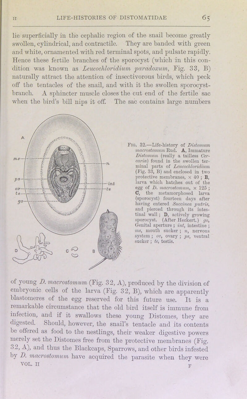 lie superficially in the cephalic region of the snail become greatly swollen, cylindrical, and contractile. They are handed with green and white, ornamented with red terminal spots, and pulsate rapidly. Hence these fertile branches of the sporocyst (which in this con- dition was known as Leucochloridium paradoxum, Fig. 33, B) naturally attract the attention of insectivorous birds, which peck off the tentacles of the snail, and with it the swollen sporocyst- branch. A sphincter muscle closes the cut end of the fertile sac when the bird’s bill nips it off. The sac contains large numbers Fig. 32.—Life-history of Distomum macrostomum Rud. A, Immature Distomum (really a tailless Cer- caria) found in the swollen ter- minal parts of Leucochloridium (Fig. 33, B) and enclosed in two protective membranes, x 40 ; B, larva which hatches out of the egg of D. macrostomum, x 125 ; C, the metamorphosed larva (sporocyst) fourteen days after having entered Succinea putris, and pierced through its intes- tinal wall; D, actively growing sporocyst. (After Heckert.) go, Genital aperture ; int, intestine ; ms, mouth sucker; n, nervous system ; ov, ovary ; ps, ventral sucker; te, testis. of young D. macrostomum (Fig. 32, A), produced by the division of embryonic cells of the larva (Fig. 32, B), which are apparently blastomeres of the egg reserved for this future use. It is a remarkable circumstance that the old bird itself is immune from infection, and if it swallows these young Distomes, they are digested. Should, however, the snail’s tentacle and its contents be offered as food to the nestlings, their weaker digestive powers merely set the Distomes free from the protective membranes (Fig. • >2, A), and thus the Blackcaps, Sparrows, and other birds infested by D. macrostomum have acquired the parasite when they were VOL. 11 v