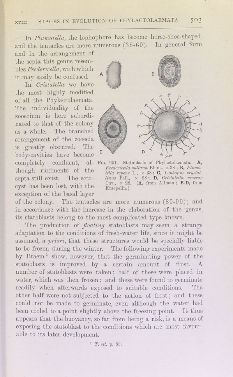 In Plumatella, the lophophore has become horse-shoe-shaped, and the tentacles are more numerous (38-60). In general form and in the arrangement of the septa this genus resem- bles Fredericella, with which it may easily be confused. In Cristatella we have the most highly modified of all the Phylactolaemata. The individuality of the zooecium is here subordi- nated to that of the colony as a whole. The branched arrangement of the zooecia is greatly obscured. The body-cavities have become completely confluent, al- though rudiments of the septa still exist. The ecto- cyst lias been lost, with the exception of the basal layer of the colony. The tentacles are more numerous (80-90); and in accordance with the increase in the elaboration of the genus, its statoblasts belong to the most complicated type known. The production of floating statoblasts may seem a strange adaptation to the conditions of fresh-water life, since it might be assumed, a priori, that these structures would be specially liable to be frozen during the winter. The following experiments made by Braem1 show, however, that the germinating power of the statoblasts is improved by a certain amount of frost. A number of statoblasts were taken; half of these were placed in water, which was then frozen ; and these were found to germinate readily when afterwards exposed to suitable conditions. The other half were not subjected to the action of frost; and these could not be made to germinate, even although the water had been cooled to a point slightly above the freezing point. It thus appears that the buoyancy, so far from being a risk, is a means of exposing the statoblast to the conditions which are most favour- able to its later development. 1 T. tit. p. 83. Fig. 251.—Statoblasts of Phylactolaemata. A, Fredericella sultana Blum., x 38 ; B, Pluma- tella repens L., x 38 ; C, Loplwpus crystal- linus Pall., x 28; D, Cristatella mucedo Cuv., x 28. (A, from Allman ; B-D, from Kraepelin.)