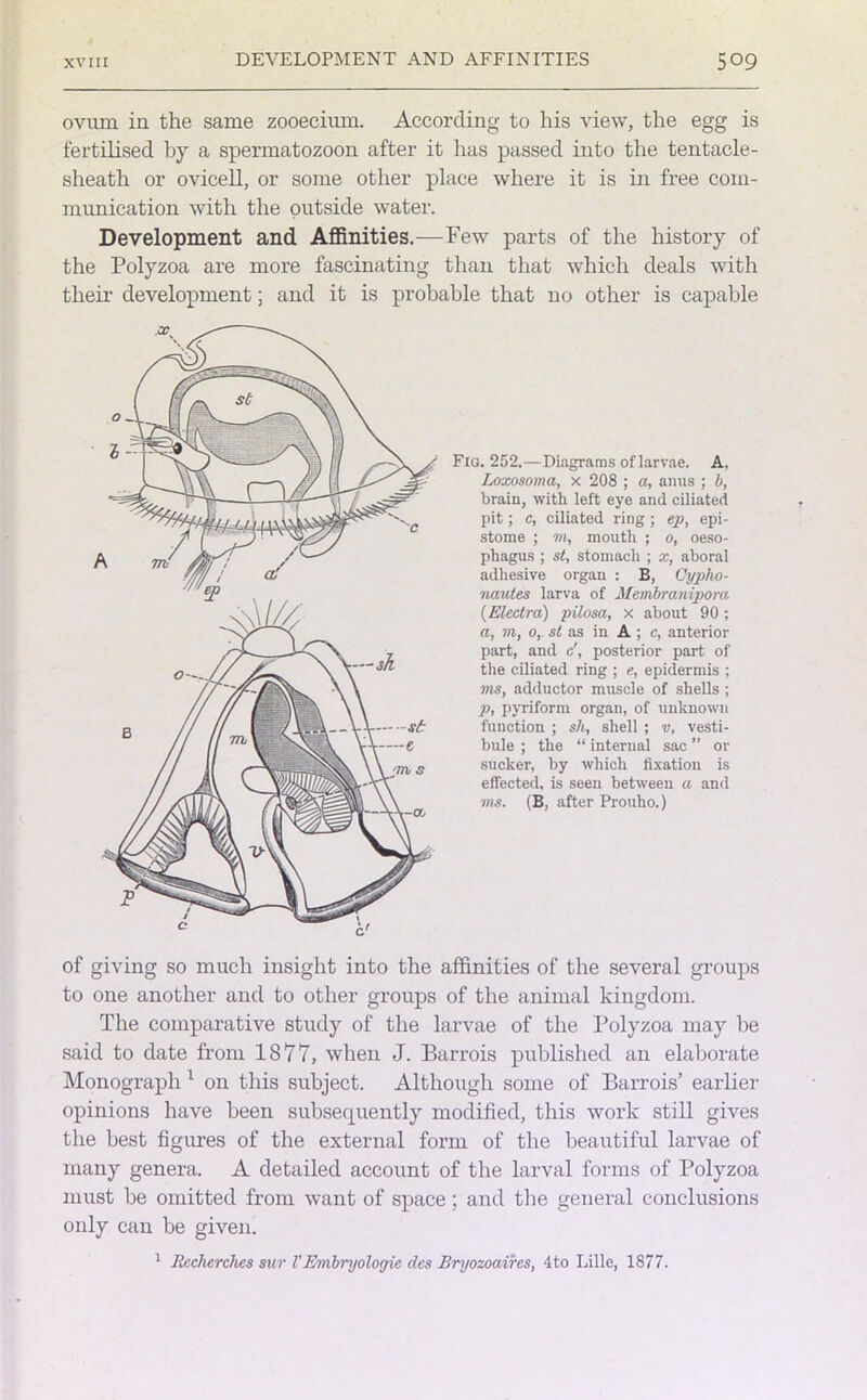 ovum in. the same zooecium. According to his view, the egg is fertilised by a spermatozoon after it has passed into the tentacle- sheath or ovicell, or some other place where it is in free com- munication with the outside water. Development and Affinities.—Few parts of the history of the Polyzoa are more fascinating than that which deals with their development; and it is probable that no other is capable of giving so much insight into the affinities of the several groups to one another and to other groups of the animal kingdom. The comparative study of the larvae of the Polyzoa may be said to date from 1877, when J. Barrois published an elaborate Monograph 1 on this subject. Although some of Barrois’ earlier opinions have been subsecpiently modified, this work still gives the best figures of the external form of the beautiful larvae of many genera. A detailed account of the larval forms of Polyzoa must be omitted from want of space; and the general conclusions only can be given. t Flo. 252.—Diagrams of larvae. A, Loxosoma, x 208 ; a, aims ; b, brain, with left eye and ciliated pit; c, ciliated ring; ep, epi- stome ; rn, mouth ; o, oeso- phagus ; st, stomach ; x, aboral adhesive organ : B, Cyplio- nautes larva of Membranipora (Electra) pilosa, x about 90 ; a, m, o, st as in A ; c, anterior part, and c', posterior part of the ciliated ring ; e, epidermis ; ms, adductor muscle of shells ; p, pyriform organ, of unknown function ; sh, shell ; v, vesti- bule ; the “ internal sac ” or sucker, by which fixation is effected, is seen between a and vis. (B, after Prouho.) 1 Hecherches sur VEmbryologie des Bryozoaires, 4to Lille, 1877.