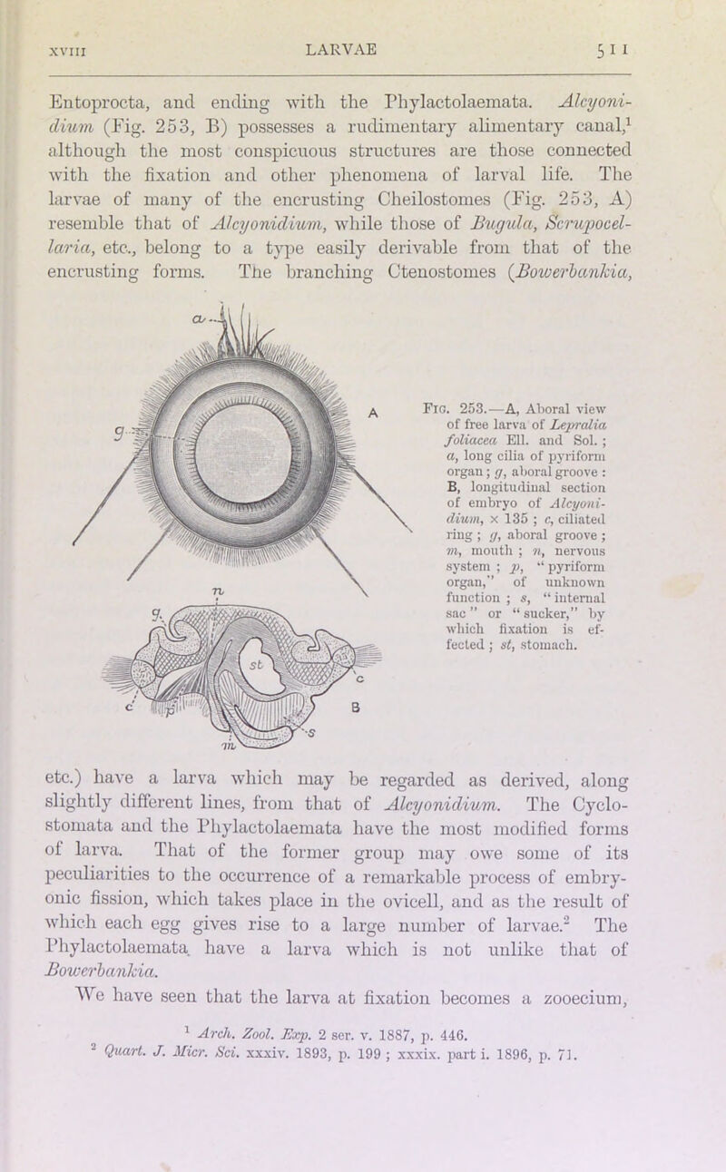 LARVAE Entoprocta, and ending with the Phylactolaemata. Alcyoni- dium (Fig. 253, B) possesses a rudimentary alimentary canal,1 although the most conspicuous structures are those connected with the fixation and other phenomena of larval life. The larvae of many of the encrusting Cheilostomes (Fig. 253, A) resemble that of Alcyonidium, while those of Bugula, Scrupocd- laria, etc., belong to a type easily derivable from that of the encrusting forms. The branching Ctenostomes (Bowerbankia, Fio. 253.—A, Aboral view of free larva of Lepralia foliacea Ell. and Sol. ; a, long cilia of pyriform organ; g, aboral groove : B, longitudinal section of embryo of Alcyoni- dium, x 135 ; c, ciliated ring ; g, aboral groove ; m, mouth ; n, nervous system ; p, “ pyriform organ, of unknown function ; s, “ internal sac ’’ or “ sucker,” by which fixation is ef- fected ; st, stomach. etc.) have a larva which may be regarded as derived, along slightly different lines, from that of Alcyonidium. The Cyclo- stomata and the Phylactolaemata have the most modified forms of larva. That of the former group may owe some of its peculiarities to the occurrence of a remarkable process of embry- onic fission, which takes place in the ovicell, and as the result of which each egg gives rise to a large number of larvae.2 The Phylactolaemata have a larva which is not unlike that of Bowerbankia. We have seen that the larva at fixation becomes a zooeeium, 1 Arch. Zool. Exp. 2 ser. v. 1887, p. 446.