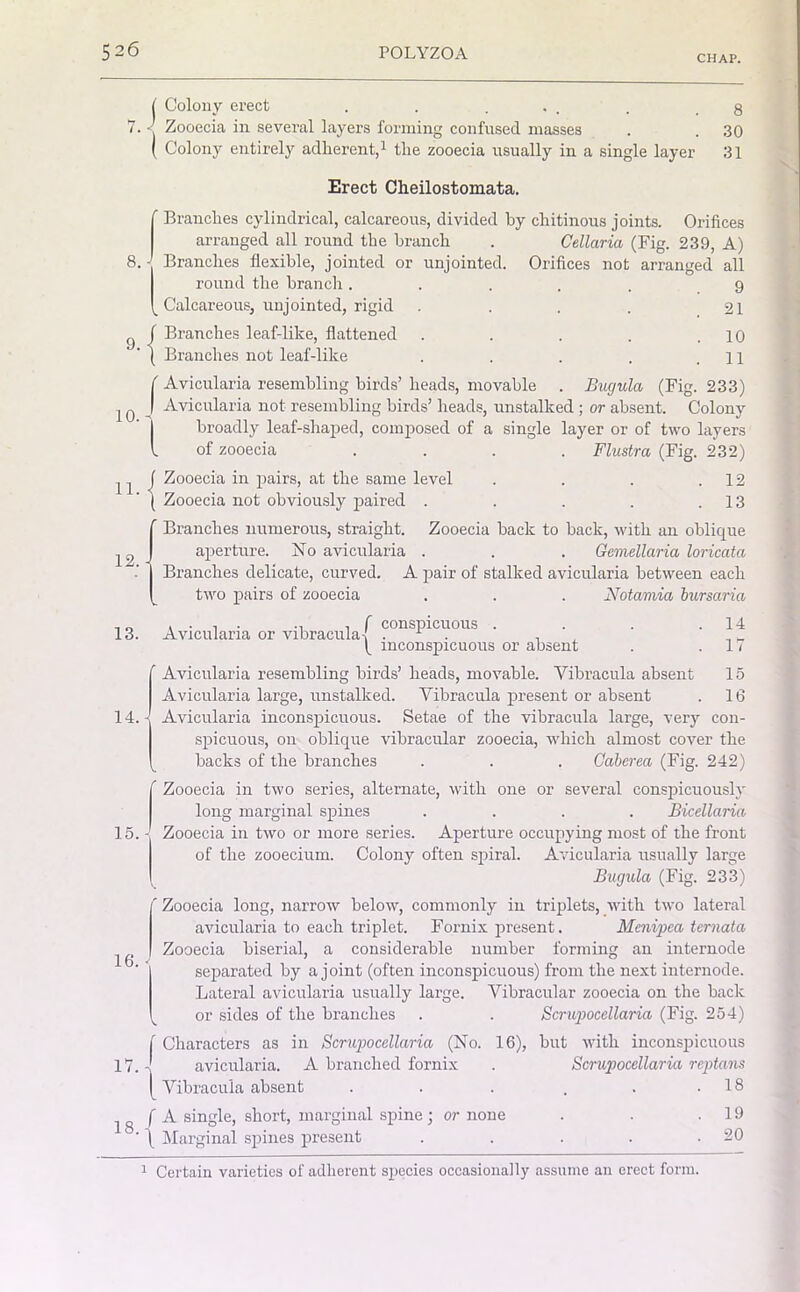 CHAP. 1 Colony erect . . ... . .8 7. • Zooecia in several layers forming confused masses . . 30 ( Colony entirely adherent,1 the zooecia usually in a single layer 31 Erect Cheilostomata. 8.J 12. - Branches cylindrical, calcareous, divided by chitinous joints. Orifices arranged all round the branch . Cellaria (Fig. 239, A) Branches flexible, jointed or unjointed. Orifices not arranged all round the branch .... 9 Calcareous, unjointed, rigid 21 Branches leaf-like, flattened . 10 Branches not leaf-like . 11 Avicularia resembling birds’ heads, movable . Bugula (Fig. 233) Avicularia not resembling birds’ heads, unstalked ; or absent. Colony broadly leaf-shaped, composed of a single layer or of two layers of zooecia .... Flustra (Fig. 232) Zooecia in pairs, at the same level . . . .12 Zooecia not obviously paired . . . . .13 Branches numerous, straight. Zooecia back to back, with an oblique aperture. No avicularia . . . Gemellaria loricata Branches delicate, curved. A pair of stalked avicularia between each two pairs of zooecia . . . Notamia bursaria , „ .... .. . f conspicuous . 13. Avicularia or vibracula! 1 . ( inconspicuous or absent 14 17 (Avicularia resembling birds’ heads, movable. Vibracula absent 15 Avicularia large, unstalked. Vibracula present or absent . 16 Avicularia inconspicuous. Setae of the vibracula large, very con- spicuous, on oblique vibracular zooecia, which almost cover the backs of the branches . . . Cabcrea (Fig. 242) Zooecia in two series, alternate, with one or several conspicuously long marginal spines .... Bicellaria Zooecia in two or more series. Aperture occupying most of the front of the zooecium. Colony often spiral. Avicularia usually large Bugula (Fig. 233) ' Zooecia long, narrow below, commonly in triplets, with two lateral avicularia to each triplet. Fornix present. Menvpea ternata Zooecia biserial, a considerable number forming an internode separated by a joint (often inconspicuous) from the next internode. Lateral avicularia usually large. Vibracular zooecia on the back or sides of the branches . . Scrupocellaria (Fig. 254) I Characters as in Scrupocellaria (No. 16), but with inconspicuous 17. J avicularia. A branched fornix . Scrupocellaria reptans | Vibracula absent . . . . . .18 f A single, short, marginal spine; or none . . .19 ' \ Marginal spines present . . . . .20 1 Certain varieties of adherent species occasionally assume an erect form.