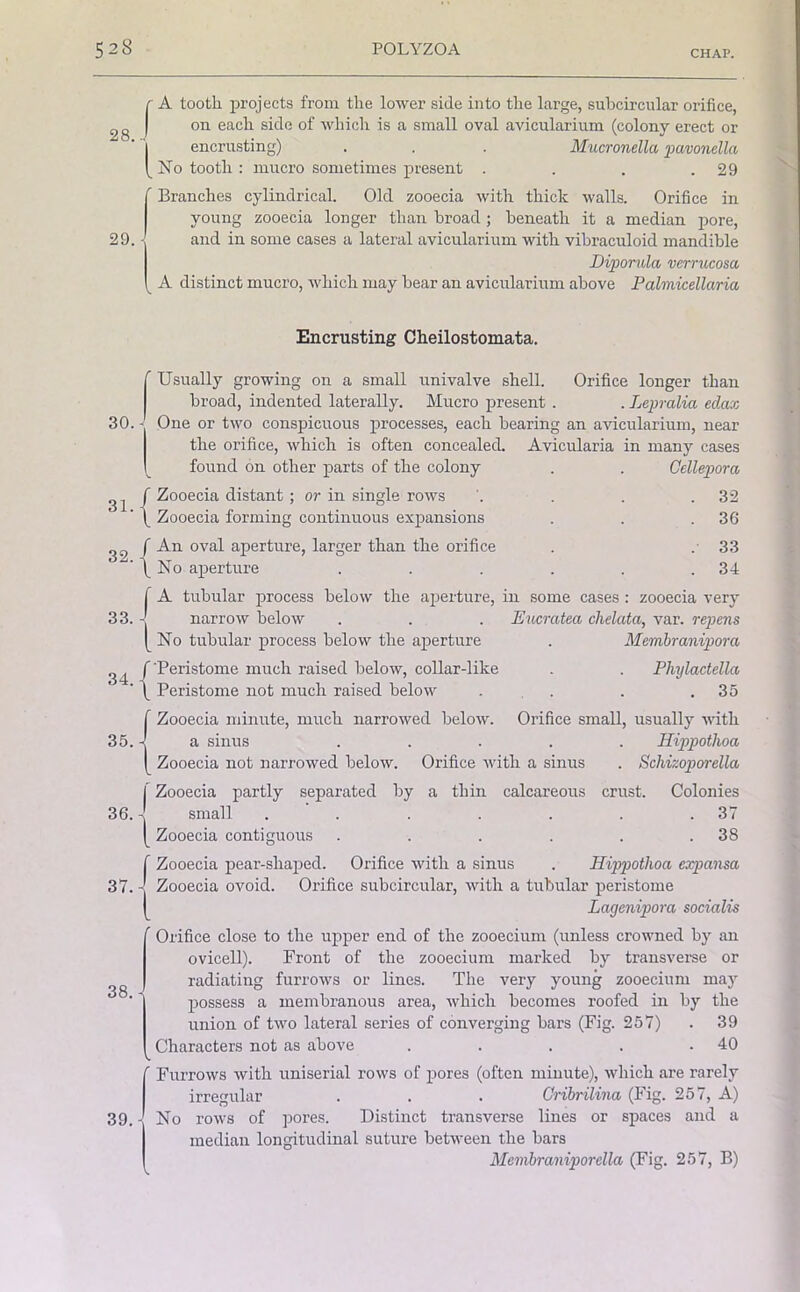A tootli projects from the lower side into the large, subcircular orifice, on each side of which is a small oval avicularium (colony erect or encrusting) . . . Mucronella pavonella No tooth : mucro sometimes present . . . .29 29. Branches cylindrical. Old zooecia with thick walls. Orifice in young zooecia longer than broad ; beneath it a median pore, and in some cases a lateral avicularium with vibraculoid mandible Diporula verrucosa A distinct mucro, which may bear an avicularium above Palmicellaria Encrusting Cheilostomata. Usually growing on a small univalve shell. Orifice longer than broad, indented laterally. Mucro present . . Lepralia edax One or two conspicuous processes, each bearing an avicularium, near the orifice, which is often concealed. Avicularia in many cases found on other parts of the colony . . Cellepora f Zooecia distant ; or in single rows 1 Zooecia forming continuous expansions f An oval aperture, larger than the orifice \ No aperture 32 36 33 34 f A tubular process below the aperture, in some cases : zooecia very 33. - narrow below . . . Eucratea clielata, var. repens [No tubular process below the aperture . Membranipora (' Peristome much raised below, collar-like . . Phylactella ' \ Peristome not much raised below . . .35 {Zooecia minute, much narrowed below. Orifice small, usually with a sinus ..... Hippothoa Zooecia not narrowed below. Orifice with a sinus . Schizoporella I Zooecia partly separated by a thin calcareous crust. Colonies 36. - small . ' . . . . . .37 [ Zooecia contiguous . . . . . .38 f Zooecia pear-shaped. Orifice with a sinus . Hippothoa expansa 37. - Zooecia ovoid. Orifice subcircular, with a tubular peristome [ Lagenipora socialis ' Orifice close to the upper end of the zooecium (unless crowned by an ovicell). Front of the zooecium marked by transverse or radiating furrows or lines. The very young zooecium may possess a membranous area, which becomes roofed in by the union of two lateral series of converging bars (Fig. 257) . 39 Characters not as above . . . . .40 V. 39. ' Furrows with uniserial rows of pores (often minute), which are rarely irregular . . . Cribrilvna (Fig. 257, A) I No rows of pores. Distinct transverse lines or spaces and a median longitudinal suture between the bars Membraniporella (Fig. 257, B)