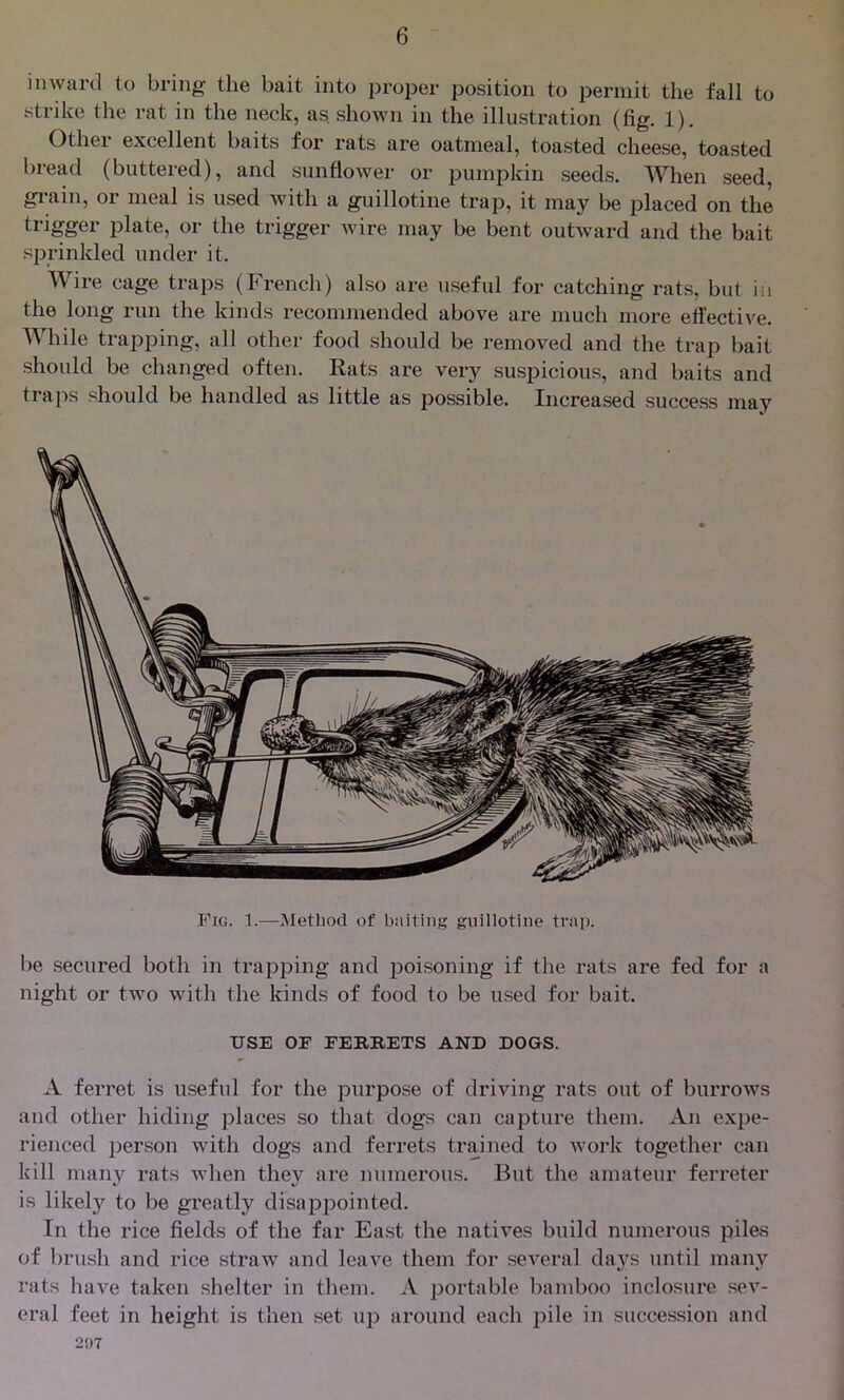 inward to bring the bait into proper position to permit the fall to strike the rat in the neck, as shown in the illustration (fig. 1). Othei excellent baits for rats are oatmeal, toasted cheese, toasted bread (buttered), and sunflower or pumpkin seeds. When seed, grain, or meal is used with a guillotine trap, it may be placed on the trigger plate, or the trigger wire may be bent outward and the bait sprinkled under it. Wire cage traps (French) also are useful for catching rats, but in the long run the kinds recommended above are much more effective. While trapping, all other food should be removed and the trap bait should be changed often. Rats are very suspicious, and baits and traps should be handled as little as possible. Increased success may Fig. 1.—Method of baiting guillotine trap. be secured both in trapping and poisoning if the rats are fed for a night or two with the kinds of food to be used for bait. USE OF FERRETS AND DOGS. A ferret is useful for the purpose of driving rats out of burrows and other hiding places so that dogs can capture them. An expe- rienced person with dogs and ferrets trained to work together can kill many rats when they are numerous. But the amateur ferreter is likely to be greatly disappointed. In the rice fields of the far East the natives build numerous piles of brush and rice straw and leave them for several days until many rats have taken shelter in them. A portable bamboo inclosure sev- eral feet in height is then set up around each pile in succession and 207