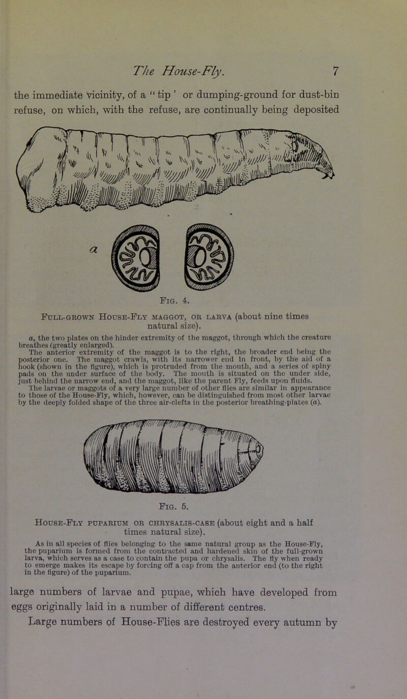 the immediate Vicinity, of a “ tip ’ or dumping-ground for dust-bin refuse, on which, with the refuse, are continually being deposited Fig. 4. Fdll-grown House-Fly maggot, or larva (about nine times natural size). o, the two plates on the hinder extremity of the maggot, through which the creature breathes (greatly enlarged). The anterior extremity of the maggot is to the right, the broader end l)eing the posterior one. llie maggot crawls, with its narrower end In front, by the aid of a hook (shown in the figure), whicli is protruded from the mouth, aud a series of spiny pads on the under surface of tlie i)ody. Tlie mouth is situated on the under side, just behind the narrow end, and the maggot, like the parent Fly, feeds upon fluids. The larvae or maggots of a very large number of other flies are similar in appearance to those of the House-Fly, which, however, can be distinguished from most other larvae by the deeply folded shape of the three air-clefts in the posterior breathing-plates (a). Fig. 5. House-Fly puparium or chrysalis-case (about eight and a half times natural size). As in all species of flies belonging to the same natural group as the House-Fly, the puparium is formed from the contracted and hardened skin of the full-grown larva, which serves as a case to contain the pupa or chrysalis. The fly when ready to emerge makes its escape by forcing off a cap from the anterior end (to the right in the figure) of the puparium. large numbers of larv^ae and pupae, which have developed from eggs originally laid in a number of different centres. Large numbers of House-Flies are destroyed every autumn by