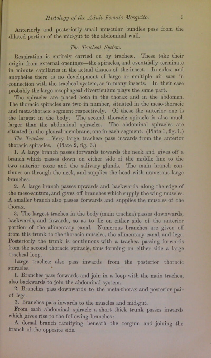 Anteriorly and posteriorly small muscular bundles pass from the dilated portion of the mid-gut to the abdominal wall. The Tracheal System. Kespii’ation is entirely carried on by tracheae. These take their origin from external openings—the spiracles, and eventually terminate in minute capillaries in the actual tissues of the insect. In culex and anopheles there is no development of large or multiple air sacs in connection vdth the tracheal system, as in many insects. In their case probably the large oesophageal diverticulum plays the same part. The spiracles are placed both in the thorax and in the abdomen. The thoracic spiracles are two in number, situated in the meso-thoracic and meta-thoracic segment respectively. Of these the anterior one is the largest in the body. The second thoracic spiracle is also much larger than the abdominal spiracles. The abdominal spiracles are situated in the pleural membrane, one in e<ich segment. (Plate 1, fig. 1.) 'The Trachece.—Very large tracheae pass inwards from the anterior thoracic spiracles. (Plate 2, fig. 3.) 1. A large branch passes forwards towards the neck and gives off a branch which passes down on either side of the middle line to the two anterior coxae and the salivary glands. The main branch con- tinues on through the neck, and supplies the head with numerous large branches. 2. A large branch passes upwards and backwards along the edge of the meso-scutum, and gives off' branches which supply the wing muscles. A smaller branch also passes forwards and supplies the muscles of the thorax. 3. The largest trachea in the body (main trachea) passes downwards, backwards, and inwards, so {is to lie on either side of the anterior portion of the alimentary canal. Numerous branches are given off' from this trunk to the thoracic muscles, the alimentary canal, iind legs. Posteriorly the trunk is continuous with a trachea passing forwiirds from the second thoracic spiracle, thus forming on either side a large tracheal loop. Large tracheaj also piiss inwards from the posterior thoracic spiracles. 1. Branches piiss forwards and join in a loop with the main trachcfi, {ilso backwards to join the abdominal system. 2. Branches pass downwards to the meta-thorax and posterior paii' of legs. 3. Briinches pass inwards to the muscles and mid-gut. From each abdominal spiracle a short thick trunk passes inward.s which gives rise to the following branches:— A dorsal branch ramifying beneath the tergum and joining the branch of the opposite side.