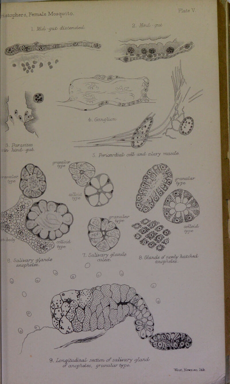 Kate. V. •istopliers, Female Mosc^uito. 1, Mid> -giUi disteruLe<L 2. Hind' gut mm 3. Parasites irv Ivindr - guJy. •Vi 4'. Goytglxvn- 5. Per*ic(xrdxo2/ c^Uj cxndj ojxuy > ranular coUsid iype. cnlLoiA/ tyjj& 6. Salivary glfirds ojrwpheles. Q 9. LoagiltbcUnal/ sertiow of scdivary gland/ of ajwphd.es, granuLai' type>. West., Newni«n KUi