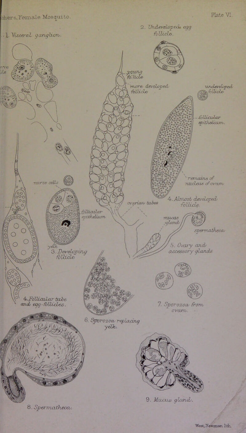 i-hers.remale Mosq^uifco. ■ 1. Visceral ^arighoTV. 2. VhdjeveLopecU egg foUic!». 'ondarelopecb ^!hUicle> •nwre a foUxcLe> -/oUlculcLr cpithelixuro. 4. Almost dev doped/ SiUzoaZaj- mtitliduinv fbVLicLe. 7. Sporozoau from ovurrv. irozoo/ n yeUo. 9. Mumum gland/. 8. SpernLotheca/. WestjUewman. Kth.