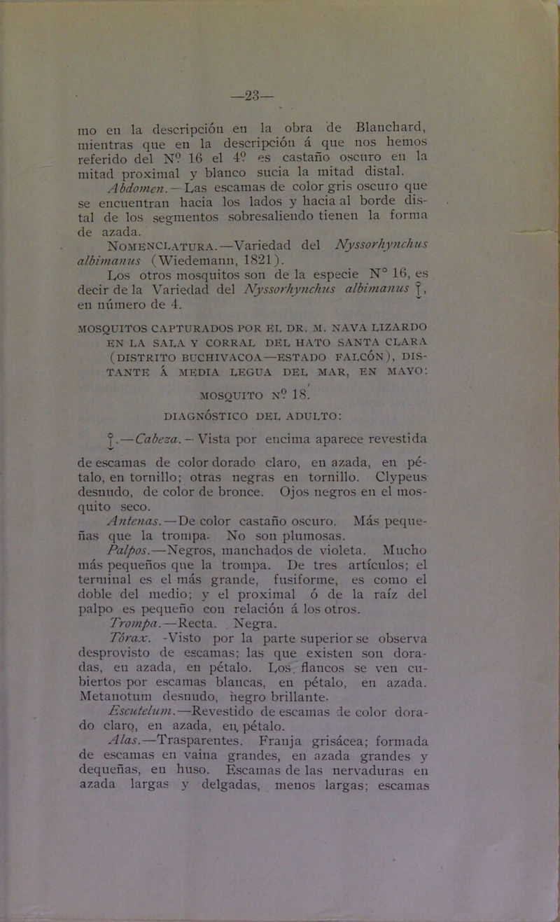 —23— ino en la descripción en la obra de Blanchard, mientras que en la descripción á que nos hemos referido del N? 16 el 49 es castaño oscuro en la mitad proximal y blanco sucia la mitad distal. Abdomen. —'Lü.s escamas de color gris oscuro que se encuentran hacia los lados y hacia al borde dis- tal de los segmentos sobresaliendo tienen la forma de azada. Nomencl.-\.tura.—Variedad del Nyssorhymchus albimanus (Wiedemann, 1821). Los otros mo.squitos son de la especie N° 16, es decir de la Variedad del Nyssorhynchus albimamis en número de 4. MOSQUITOS C.WTURADOS POR EL DR. M. NAV.'^ LIZARDO EN LA S.\LA Y CORR.\L DEL HATO SANTA CL.A.RA (distrito buchivaco.y—estado falcón), DIS- T.VNTE Á MEDIA LEGUA DEL MAR, EN MAYO; MOSQUITO N? 18. DIAGNÓSTICO DEL ADULTO: ®. — Cabeza. —por encima aparece revestida de escamas de color dorado claro, en azada, en pé- talo, en tornillo; otras negras en tornillo. Clypeus desnudo, de color de bronce. Ojos negros en el mos- quito .seco. Antenas. — De color castaño oscuro. Más peque- ñas que la trompa. No son plumosas. Palpos.—Negros, manchados de violeta. Mucho más pequeños que la trompa. De tres artículos; el terminal es el más grande, fusiforme, es como el doble del medio; y el proximal ó de la raíz del palpo es pequeño con relación á los otros. Trompa.—Recta. Negra. Tórax. -Visto por la parte superior.se observa de.sprovisto de escamas; las que existen son dora- das, en azada, en pétalo. Los, flancos .se ven cu- biertos por escamas blancas, en pétalo, en azada. Metanotum desnudo, negro brillante. Escictelum.—Revestido de escamas de color dora- do claro, en azada, en, pétalo. Alas.—Tra.sparentes. Franja gri.sácea; formada de escamas en v'aina grandes, en azada grandes y dequeñas, en hu.so. Escamas de las nervaduras en azada largas y delgadas, menos largas; escamas
