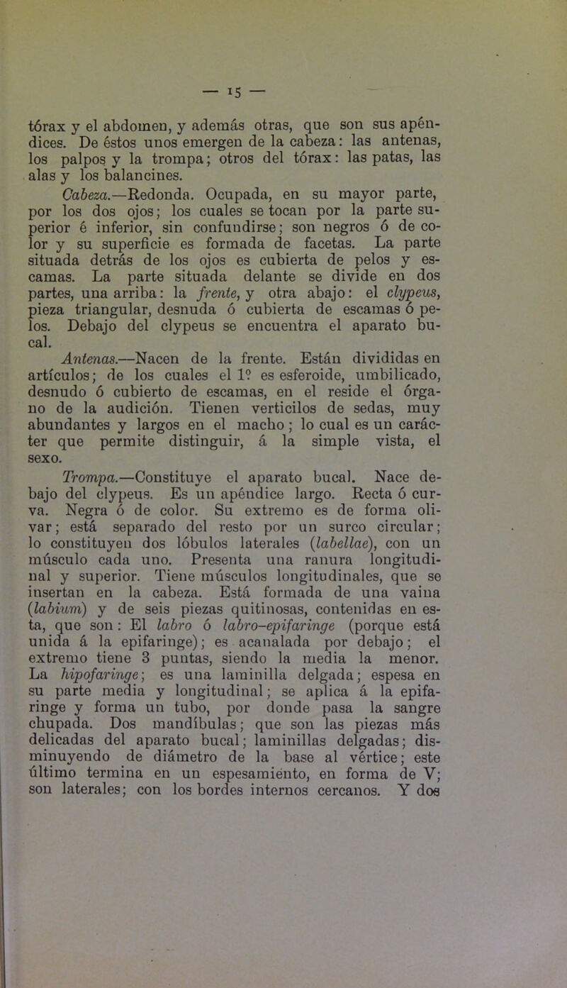 t6rax y el abdomen, y ademds otras, que son sus ap6n- dices. De estos unos emergen de la cabeza: las antenas, los palpos y la trompa; otros del torax: las patas, las alas y los balancines. Cabeza.—Redonda. Ocupada, en su mayor parte, por los dos ojos; los ouales se tocan por la parte su- perior 6 inferior, sin confundirse; son negros 6 de co- lor y su superficie es formada de facetas. La parte situada detrds de los ojos es cubierta de pelos y es- camas. La parte situada delante se divide en dos partes, una arriba: la /rente, y otra abajo: el clypem, pieza triangular, desnuda 6 cubierta de escamas 6 pe- los. Debajo del clypeus se encuentra el aparato bu- cal. Antenas.—Nacen de la frente. Estau divididas en articulos; de los cuales el 19 es esferoide, umbilicado, desnudo 6 cubierto de escamas, en el reside el orga- no de la audicion. Tienen verticilos de sedas, muy abundantes y largos en el macho; lo cual es un car^c- ter que permite distinguir, k la simple vista, el sexo. Trompa.—Constituye el aparato bucal. Nace de- bajo del clypeus. Es un apendice largo. Recta 6 cur- va. Negra 6 de color. Su extremo es de forma oli- var; estd separado del resto por un surco circular; lo constituyen dos lobulos laterales (labellae), con un musculo cada uno. Presenta una ranura longitudi- nal y superior. Tiene musculos longitudinales, que se insertan en la cabeza. Esta formada de una vaina (labium) y de seis piezas quitinosas, contenidas en es- ta, que son : El labro 6 labro-epifaringe (porque estd unida a la epifaringe); es acaualada por debajo; el extremo tiene 3 puutas, siendo la media la menor. La hipofaringe; es una laininilla delgada; espesa en su parte media y longitudinal; se aplica a la epifa- ringe y forma un tubo, por donde pasa la sangre chupada. Dos mandibulas; que son las piezas mis delicadas del aparato bucal; laminillas delgadas; dis- minuyendo de diametro de la base al vertice; este dltiino termina en un espesamiento, en forma de V; son laterales; con los hordes internes cercanos. Y dos