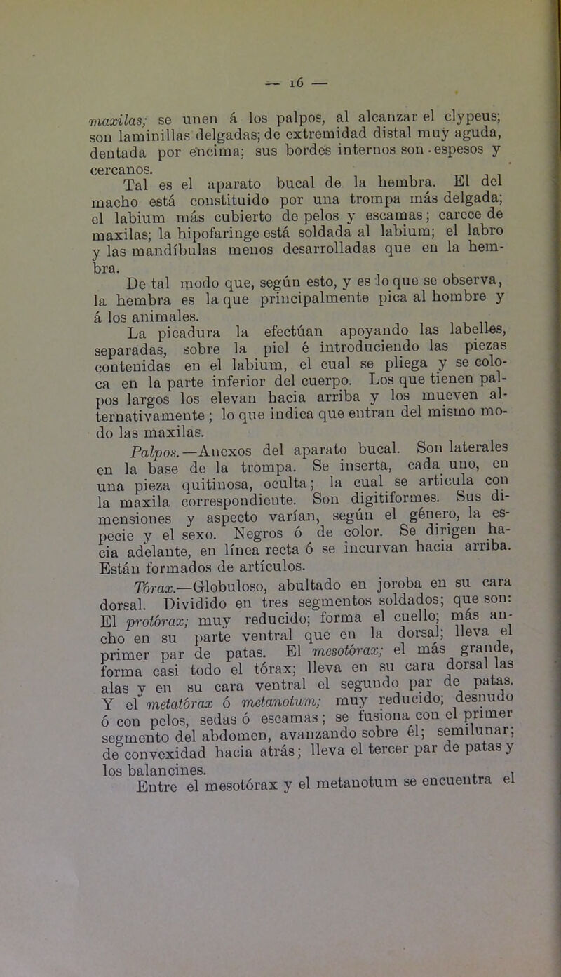 maxilas; se unen a los palpos, al alcanzar el clypeus; son laminillas delgadas; de extremidad distal muy aguda, dentada por encima; sus hordes internos son-espesos y CGTCflllOS* Tal es el aparato bucal de la hembra. El del macho esta coustituido por una trompa mas delgada; el labium mas cubierto de pelos y escamas; carece de maxilas; la hipofaringe esta soldada al labium; el labro y las mandibulas menos desarrolladas que en la hem- bra. De tal modo que, segun esto, y es lo que se observa, la hembra es la que principalmente pica al hombre y a los animales. La picadura la efectuan apoyando las labelles, separadas, sobre la piel e introducieudo las piezas contenidas eu el labium, el cual se pliega y se colo- ca en la parte inferior del cuerpo. Los que tienen pal- pos largos los elevan hacia arriba y los mueven al- ternativamente ; lo que indica que eutran del raismo mo- do las maxilas. Palpos.—Anexos del aparato bucal. Son laterales en la base de la trompa. Se inserta, cada uno, en una pieza quitinosa, oculta; la cual se articula con la maxila correspondiente. Son digitiformes. Sus di- mensiones y aspecto varfaji, segun el genero, la es- pecie y el sexo. Negros 6 de color. Se dirigen ha- cia adelante, en linea recta o se incurvan hacia arriba. Estau formados de articulos. Tdrax.—G\ohn\oso, abultado en joroba en su cara dorsal. Dividido en tres segmentos soldados; que son: El proibrax; muy reducido; forma el cuello; mas an- cho en su parte ventral que en la dorsal; lleva el primer par de patas. El Tficsotovax,' el mas gran e, forma casi todo el torax; lleva en su cara dorsal las alas y en su cara ventral el segundo par de patas. Y el metatbrax 6 raetanotum; muy reducido; desuudo 6 con pelos, sedas 6 escamas; se fusiona con el primer segmento del abdomen, avanzando sobre el; semilunar, de convexidad hacia atras; lleva el tercer par de patas y los balancines. . , Entre el mesotbrax y el metanotum se eucuentra el