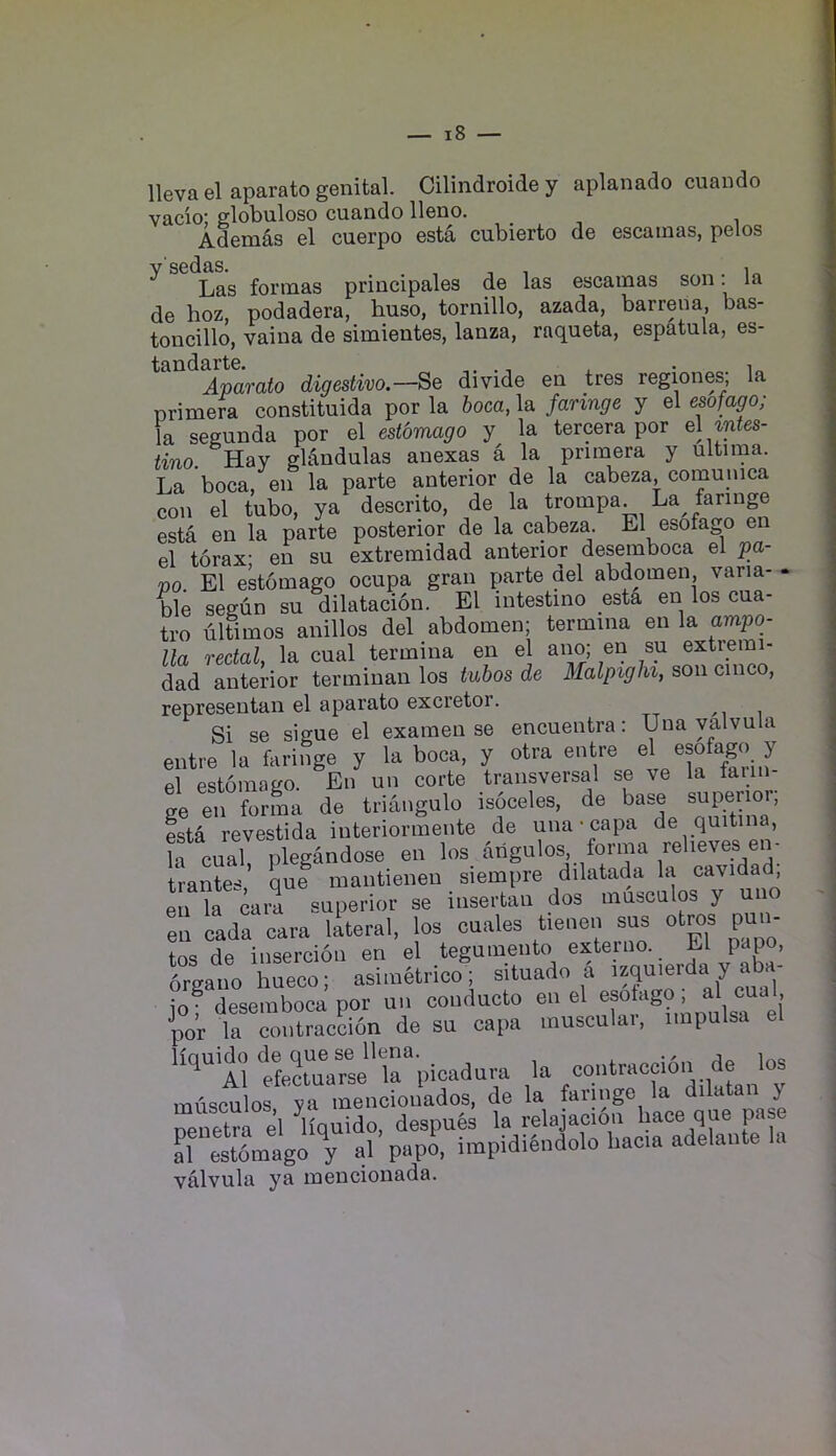 lleva el aparato genital. Cilindroide y aplanado cuaudo vacio: globuloso cuando lleno. Ademds el cuerpo esta cubierto de escainas, pelos Y sedas. , , i Las formas principales de las escamas son: la de hoz, podadera, huso, tornillo, azada, barrena, bas- toncillo, vaina de simientes, lanza, raqueta, espatula, es- Aparato digestivo.—Se divide en tres regiones, la nrimera constituida por la boca, la faringe y el esofago; la segunda por el estbmago y la tercera por e\ mtes- tino. Hay ghlndulas anexas a la primera y ultima. La boca, en la parte anterior de la cabeza, comunica con el tubo, ya descrito, de la trompa. La faringe esta en la parte posterior de la cabeza. El esofago e el torax- en su extremidad anterior desemboca el pa- po. El ekomago ocupa gran parte del abdomen, varia- « ble segun su dilatacion. El iutestmo esta en los cua- tro ultimos anillos del abdomen; termina en la ampo- lla rectal, la cual termina en el ano; en su extremi- dad anterior terminan los tubos de Malpighi, son cinco, representan el aparato excretor. /i i Si se sigue el examen se encuentra: Una yalvula entre la faringe y la boca, y otra entre el esofago y el estomago. En un corte transversal se ve la faiin- ge en forma de triangulo isoceles, de base supe^ esta revestida interiormente de una- capa de quitina la cual, plegandose en los angulos forma relieves en- trantes que mantienen siempre dilatada la cavidad en k carl superior se insertan dos muscalos y uno en cada cara lateral, los cuales tieiien sus otros pun- tos de insercion en el tegumento exteiiio. El papo, Tal Ceco; asi.™tnco“ situado a “br jof desemboca por un conducto en el f I por la contraccion de su capa musculai, impulsa '“l A1 eirarse™“picadara la cont..acci6a de los musculos ya mencionados, de la faringe la dilatan y nenetra el ^liquido, despues la relajacion hace que pa Tlsl6m%o\ al’papo, impidiendolo liacia adelante la valvula ya mencionada.