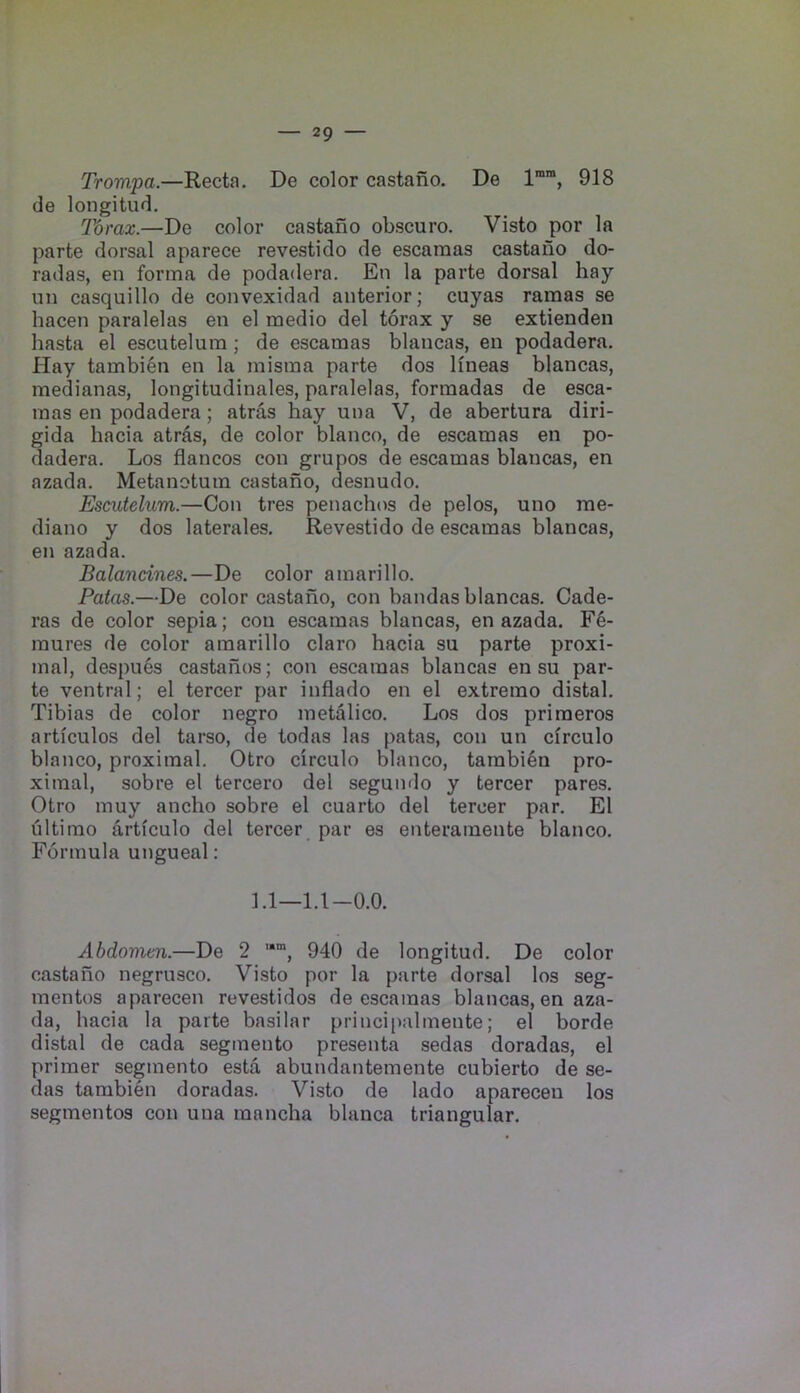 Trompa.—Recta. De color castano. De I”™, 918 de longitud. Torax.—De color castano obscuro. Visto por la parte dorsal aparece revestido de escamas castano do- radas, en forma de podadera. En la parte dorsal hay un casquillo de convexidad anterior; cuyas ramas se hacen paralelas en el medio del torax y se extienden hasta el escutelum ; de escamas blancas, en podadera. Hay tambi^n en la misma parte dos Hneas blancas, medianas, longitudinales, paralelas, formadas de esca- mas en podadera; atras bay una V, de abertura diri- gida hacia atras, de color bianco, de escamas en po- dadera. Los flancos con grupos de escamas blancas, en azada. Metanotum castano, desnudo. Escutelum.—Con tres penachos de pelos, uno rae- diano y dos laterales. Revestido de escamas blancas, en azada. Balancines.—De color amarillo. Fatas.—De color castano, con bandas blancas. Cade- ras de color sepia; con escamas blancas, en azada. Fe- mures de color amarillo claro hacia su parte proxi- mal, despues castahos; con escamas blancas en su par- te ventral; el tercer par inflado en el extreme distal. Tibias de color negro metalico. Los dos priraeros articulos del tarso, de todas las patas, con un cfrculo bianco, proximal. Otro circulo bianco, tainbi6n pro- ximal, sobre el tercero del segundo y tercer pares, Otro muy ancho sobre el cuarto del tercer par. El ultimo articulo del tercer par es enteramente bianco. Formula ungueal: 1.1—l.l-O.O. Abdomen.—De 2 940 de longitud, De color castano negrusco. Visto por la parte dorsal los seg- mentos aparecen revestidos de escamas blancas, en aza- da, hacia la parte basilar princi[)almente; el borde distal de cada segmento presenta sedas doradas, el primer segmento esta abundantemente cubierto de se- das tambien doradas. Visto de lado aparecen los segmentos con una mancha blanca triangular.