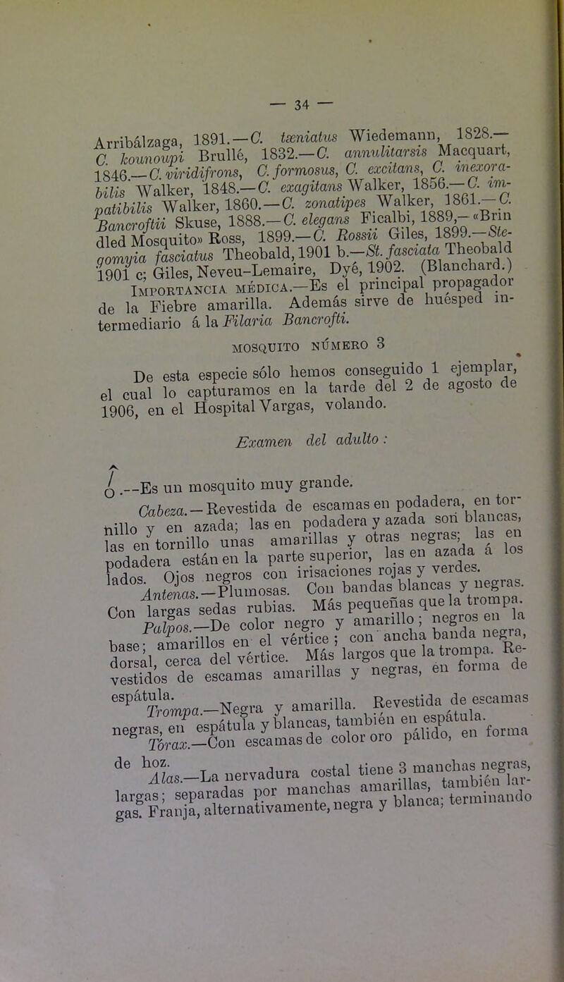 Arribalzaga, 1891.-0. txmatus Wiedemann, 1828.— C kounoupi Brulle, 1832.-0 am^n^^tars^s Macquart, ISiQ—G.viridifrons, C.formosus, C. excitans. C. mexora- bilis Walker, 1848.-0 exa^i«a7is Walker I806 -O 'nntibilis Walker, 1860.-0 zonahpes Walker, 1861.—O ^Bancroftii Skuse, 1888.-0 Ficalbi, 1889-«Brm died Mosquito.) Ross, 1899.-0 Rossii gomyia fasciatus Theobald, 1^01 b.—/asaato Theobald 1901 c; Giles, Neveu-Lemaire, Dye, 1902. (Blanchard.) IMPORT^NCIA medica.-Es el principal propagador de la Fiebre amarilla. Ademas sirve de huesped in- termediario alaFi7ana Bancrofti. MOSQUITO NUMERO 3 De esta especie solo hemos conseguido 1 ejernplar, el cual lo capturamos en la tarde del 2 de agosto de 1906, en el Hospital Vargas, volando. Examen del adulto: O .—Es un mosquito muy grande. Oa&m.-Revestida de e^ca^nas en podadera, nillo V en azada; las en podadera y azada son b ancas fas en tornillo unas ainarillas y otras negras; las en nodadera estanenla parte superior, las en azada a fndn«? Oios iiegros con irisaciones rojas y verdes. Antenas —Pluinosas. Con bandas blancas Y Pn-n Hrtas sedas rubias. Mds pequehas quela trompa. Pa^|os.-De jlor n^gro^ y negr, t:al,Terca del vertice. Mfs vestidos de escamas ainarillas y t, > -Negra y amarilla. Eevestida de escamas '*^l,_Lanervadura costal tiene 3 manchas negras,