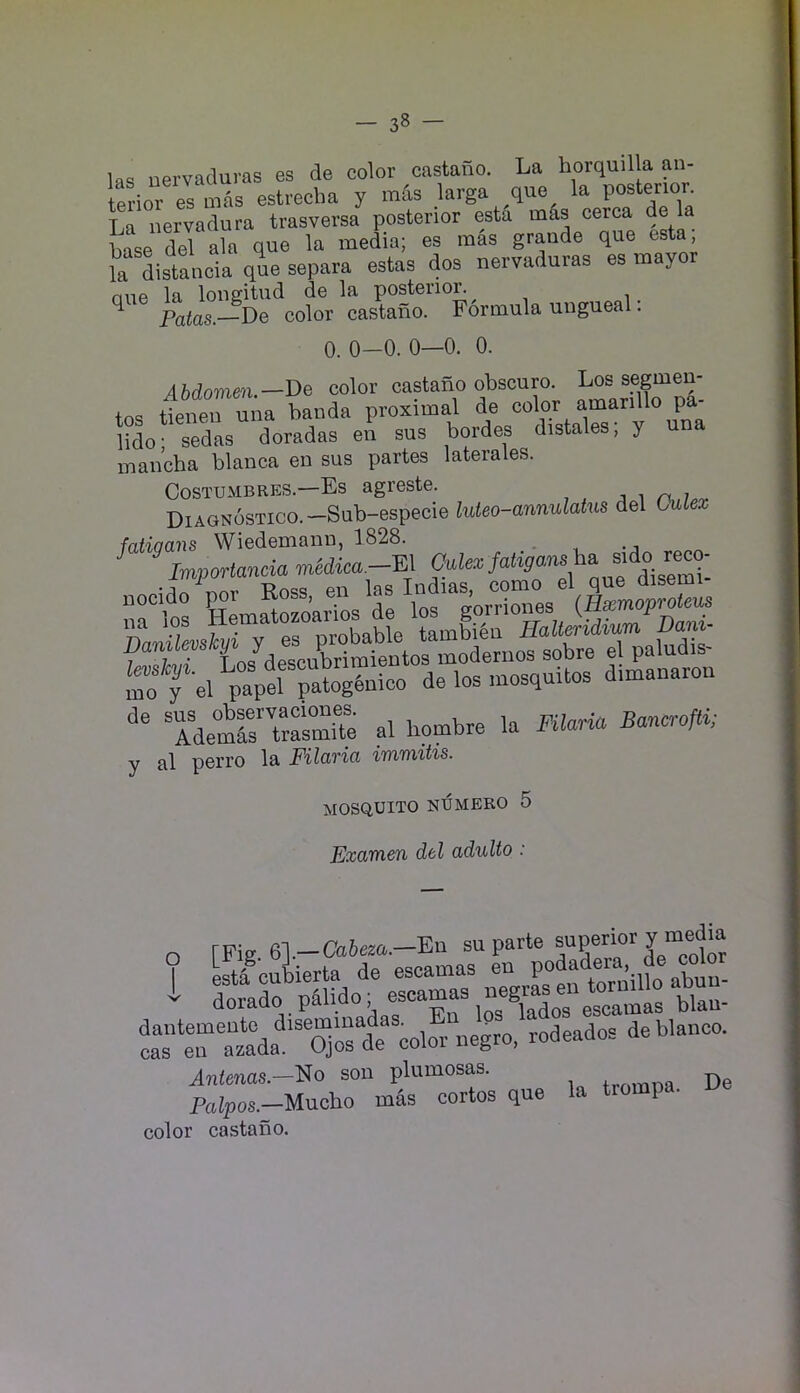 las nervaduras es de color castano. La horquilla an- terioTes Las estrecha y mds larga quo la posterior La nervadura trasversa posterior esta mks cerca de la base de^ ala que la media; es mas grande que esta, k distancia qL separa estas dos nervaduras es mayor one la longitud de la posterior ^ ^ Patos.—De color castano. Formula ungueal. 0.0-0. 0—0. 0. Abdomen.—De color castano obscuro. Los segmen- tos tieneu una banda proximal de color amarillo pa- lido- sedas doradas en sus hordes distales; y un maiicha blanca en sus partes laterales. Costume RES.—Es agreste. a ^ DiAGNosTico.-Sub-especie luteo-annulatus del Oalex fatiocins Wiedemann, 1828. TdemS'teasmUe al hombre la Filario, Bancrofti; y al perro la Filaria immitis. MOSQUITO NUMERO 5 Examen del adulto: o [Fig 61.— Cabeza.—En su parte J ™ estfcubierta de escamas P^LtLinbo abun- dorado pahdo, ®^^^%“®^iados escamas blan- iTL?Tz\La 'Sorde color negro, rodeados de bianco. ^Ti^enas.-No son plumosas. Palpos.—Mncho mas cortos que la trompa. De color castano.