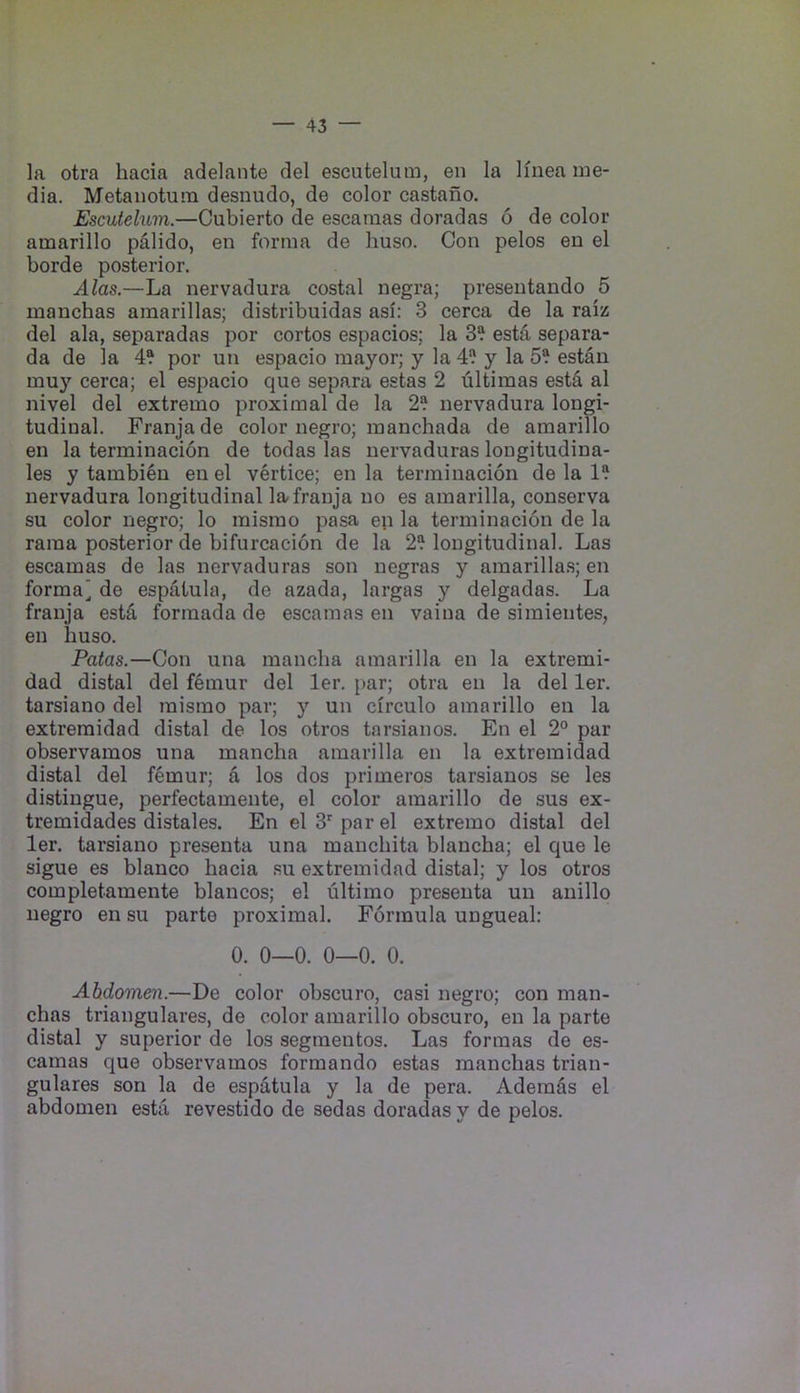 la otra hacia adelante del escutelum, eii la liiiea me- dia. Metaiiotum desnudo, de color castano. Escutelum.—Cubierto de escamas doradas 6 de color amarillo pdlido, en forma de huso. Con pelos en el horde posterior. Alas.—La nervadura costal negra; preseutando 5 mauchas amarillas; distribuidas asi: 3 cerca de la raiz del ala, separadas por cortos espacios; la 3? esta separa- da de la 4? por un espacio mayor; y la 4 y la 5? estau muy cerca; el espacio que separa estas 2 ultimas estd al nivel del extreme proximal de la 2? nervadura longi- tudinal. Franjade color negro; manchada de amarillo en la terminacion de todas las uervaduras longitudina- les y tambi6n enel vertice; en la terminacion de la 1? nervadura longitudinal lafranja no es araarilla, conserva su color negro; lo raismo pasa ep la terminacion de la rama posterior de bifurcacion de la 2? longitudinal. Las escamas de las uervaduras son negras y amarilla.s; en forma] de espatula, de azada, largas y delgadas. La franja estd forinada de escamas en vaina de simientes, en huso. Patas.—Con una mancha amarilla en la extremi- dad distal del femur del ler. par; otra en la del ler. tarsiano del raismo par; y un circulo amarillo en la extremidad distal de los otros tarsianos. En el 2“ par observamos una mancha araarilla en la extremidad distal del femur; a los dos primeros tarsianos se les distingue, perfectamente, el color amarillo de sus ex- tremidades distales. En el 3' par el extreme distal del ler. tarsiano presenta una manchita blaucha; el que le sigue es bianco hacia su extremidad distal; y los otros completamente blancos; el ultimo presenta un anillo negro en su parto proximal. Formula ungueal: 0. 0—0. 0—0. 0. Abdomen.—De color obscuro, casi negro; con man- chas triangulares, de color amarillo obscuro, en la parte distal y superior de los segmentos. Las formas de es- camas que observamos formando estas manchas trian- gulares son la de espdtula y la de pera. Aderaas el abdomen esta revestido de sedas doradas y de pelos.
