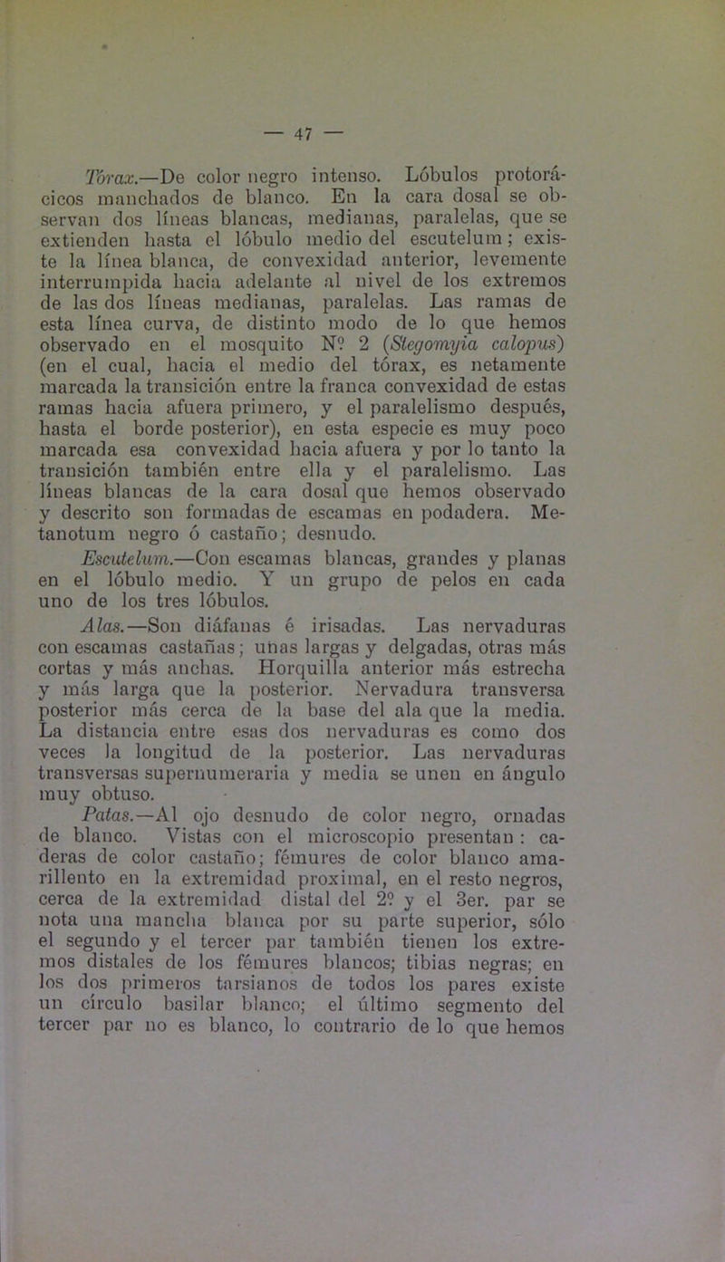 Torax.—De color negro intenso. Lobulos protora- cicos inanchaclos cle bianco. En la cara closal so ob- servan dos lineas blancas, medianas, paralelas, que se extienden liasta el lobulo medio del escutelum; exi.s- te la linea blanca, de convexidad anterior, levemente interrumpida hacia adelante al nivel de los extreinos de las dos Hneas medianas, paralelas. Las ramas de esta Ifnea curva, de distinto modo de lo que hemos observado en el mosquito N9 2 {Stegomyia calopm) (en el cual, hacia el medio del torax, es netamente marcada la transicion entre la franca convexidad de estas ramas hacia afuera priinero, y el paralelismo despues, hasta el horde posterior), en esta especie es muy poco marcada esa convexidad hacia afuera y por lo tanto la transicion tambien entre ella y el paralelismo. Las lineas blancas de la cara dosal que hemos observado y descrito son formadas de escamas en podadera. Me- tanotum negro 6 castaho; desnudo. Escutelum.—Con escamas blancas, grandes y planas en el lobulo medio. Y un grupo de pelos en cada uno de los tres lobulos. Alas.—Son diafanas e irisadas. Las nervaduras con escamas castaiias; uiias largas y delgadas, otras mas cortas y mas ancbas. Horquilla anterior mas estrecha y mas larga que la posterior. Nervadura transversa posterior mas cerca de la base del ala que la media. La distancia entre e.sas dos nervaduras es como dos veces la longitud de la posterior. Las nervaduras transversas supernumeraria y media se unen en angulo muy obtuso. Patas.—A\ ojo desnudo de color negro, ornadas de bianco. Vistas con el microscopio presentan : ca- deras de color castano; femures de color bianco araa- rillento en la extremidad proximal, en el resto negros, cerca de la extremidad distal del 2? y el 3er. par se nota una mancha blanca por su parte superior, solo el segundo y el tercer par tambien tienen los extre- mos distales de los femures blancos; tibias negras; en los dos pritneros tarsianos de todos los pares existe un circulo basilar bianco; el ultimo segmento del tercer par no es bianco, lo contrario de lo que hemos