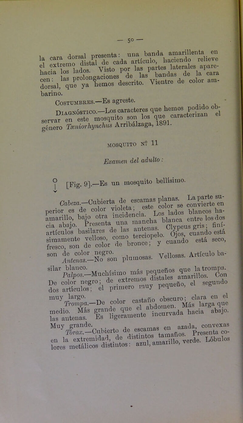 1 /irM’Qol r>vftsenta ■ una banda amarillenta en la cara dorsal P articulo, baciendo relieve el extreme d partes laterales apare- “Songadles'^de las' baudas de la cara Trsal qurya”lemos descrito. Vieutre de color am- barino. CosTUMBRES.—Es agreste. nTAGNOSTico —Loscaracteres que heraos podido ob- serva^trSe mosquito son los que oavactensan el genero Txniorhynclms Arribalzaga, 189 . mosquito n? 11 Examen del aduUo: o [Fig. 9].—Es un mosquito belUsimo. Catea.-Cubierta de escamas planas^^ ^'^^P^rteTn perior es de color t lados blancos ha- amarillo, ba^ otra ® blanca entrelosdos cia abajo. Presenta una Clvpeusgris; finl- artfculos basilares de las cuando esta aimameute “7^0, 7 y cuTdo esU seco. fresco, son de color de bronce, y tiraabS:®Ton plu.nosas, Vellosas. Articulo ba- silar bianco. , , nne latrompa. ar^nuos. con d„s “ tLlo?; el prhuero muy pequeno, el seguudo color castano obscure^ clam » S:tten“f f:l4er.el“^i=aaVla %o. ““Vfr.-Cubierto de esca^s en la extremldad, de verde. Ldbulos lores metalicos distintos: asul, amanllo, ver