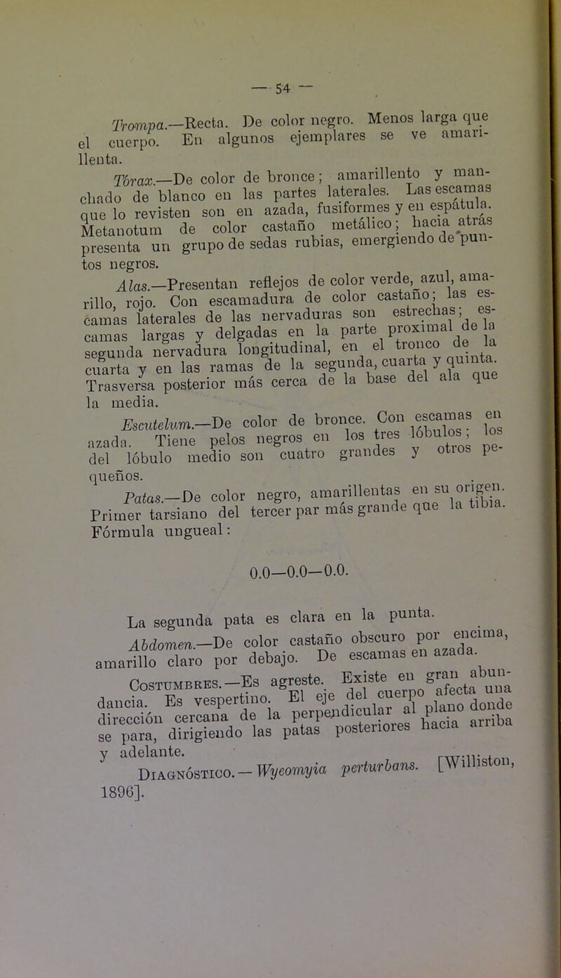 2Vompa.-Rect.a. De color negro. Menos larga qua el cuerpo. En algunos ejemplares se ve amaii- lleuta. j^rax.—De color de bronce; amarilleuto y mau- chado de bianco en las partes laterales. Lasescamas one lo revisten sou en azada, fusiformes y en espatula. fcotum de color castano metdlico; a‘>;as presenta un grupo de sedas rubias. emergieiido de pun- tos negros. vlks.—Presentan reflejos de color verde,_azul, ama- rillo roio. Con escamadura de color castano; las es- camas kterales de las nervaduras sou camas largas y delgadas en la parte proximal de a segunda nfrvadura longitudinal, en el tronco de ^ cuarta y en las ramas de la segunda^, cuarta y quink^ Trasversa posterior rnas cerca de la base del c q la media. Escutelum.-J)e color de bronce. Con escamas en azada. Tiene pelos negros en los tres lobu - del lobulo medio son cuatro grandes y otros pe quenos. Patas.—De color negro, amarillentas en su origen. Primer tarsiano del tercer par mas grande qae la tibia. Formula ungueal; 0.0—0.0—0.0. La segunda pata es clara en la punta. Abdomm.-De color castano obscuro por e'lcima, amarTirclaro por debajo. De eseamas en azada. Costumbres.-Es agreste “.“o^Xcta uua daiicia. Es vespertino. El J i piano donde direccion cercana de la ia arriba se para, dirigiendo las patas posteiiores nac y adelante. rvir-ir inn DiAGu6sTico.-ir!/eOTr»!/io pnturbans. [WilUsto , 1806].