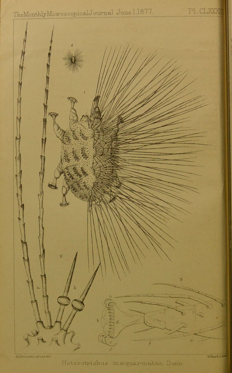 ALDottnuJuu uX dtb . FTeter otriclxus inaecnxa.imaa.tvis, Dorm.
