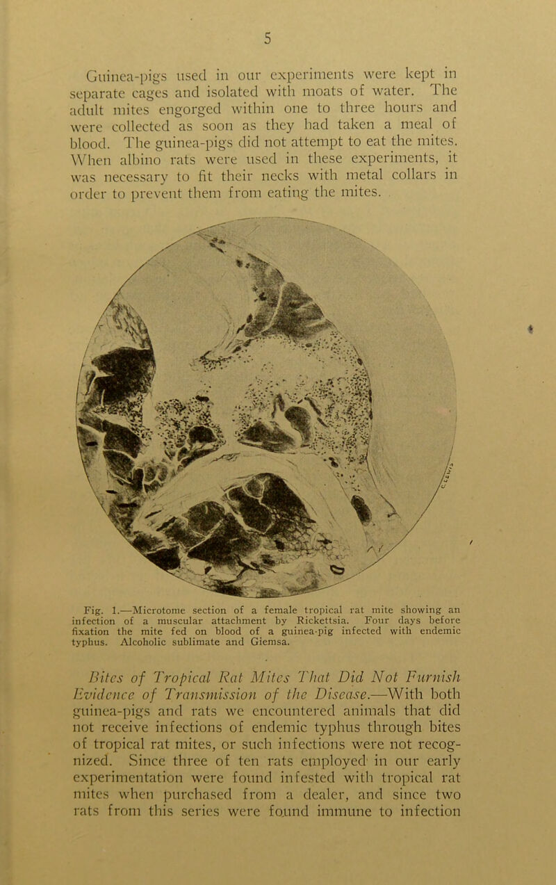 Guinea-pigs used in our experiments were kept in separate cages and isolated with moats of water. The adult mites engorged within one to three hours and were collected as soon as they had taken a meal of blood. The guinea-pigs did not attempt to eat the mites. When albino rats were used in these experiments, it was necessary to fit their necks with metal collars in order to prevent them from eating the mites. Fig. 1.—Microtome section of a female tropical rat mite showing an infection of a muscular attachment by Rickettsia. Four days before fixation the mite fed on blood of a guinea-pig infected with endemic typhus. Alcoholic sublimate and Giemsa. Bites of Tropical Rat Mites That Did Not Furnish Evidence of Transmission of the Disease.—With both guinea-pigs and rats we encountered animals that did not receive infections of endemic typhus through bites of tropical rat mites, or such infections were not recog- nized. Since three of ten rats employed' in our early experimentation were found infested with tropical rat mites when purchased from a dealer, and since two rats from this series were fo.und immune to infection