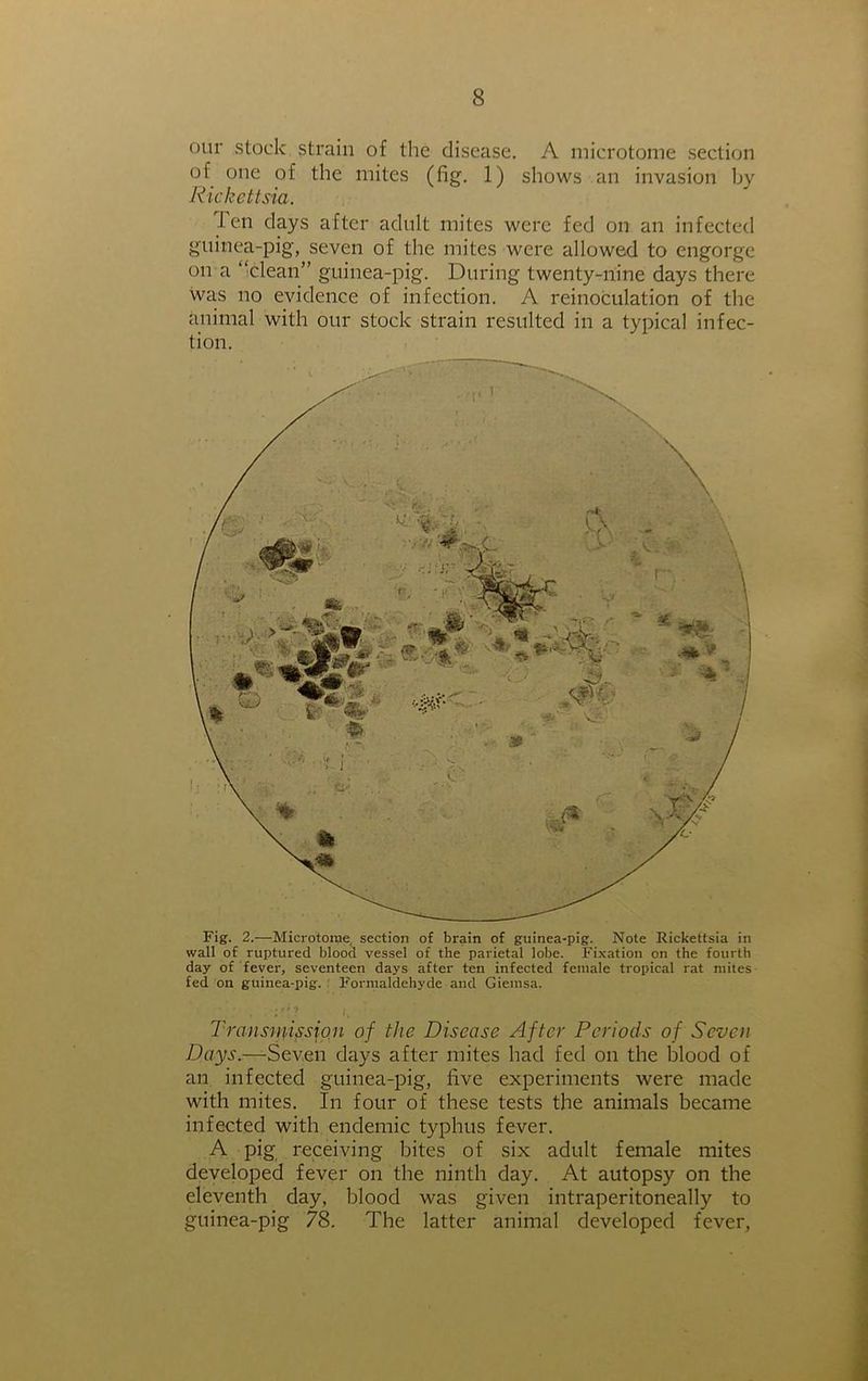 our stock strain of the disease. A microtome section of one of the mites (fig. 1) shows an invasion by Rickettsia. J en days after adult mites were fed on an infected guinea-pig, seven of the mites were allowed to engorge on a “clean” guinea-pig. During twenty-nine days there was no evidence of infection. A reinoculation of the animal with our stock strain resulted in a typical infec- tion. Fig. 2.—Microtome section of brain of guinea-pig. Note Rickettsia in wall of ruptured blood vessel of the parietal lobe. Fixation on the fourth day of fever, seventeen days after ten infected female tropical rat mites fed on guinea-pig. Formaldehyde and Giemsa. ■ • ; Transmission of the Disease After Periods of Seven Days.—Seven days after mites had fed on the blood of an infected guinea-pig, live experiments were made with mites. In four of these tests the animals became infected with endemic typhus fever. A pig receiving bites of six adult female mites developed fever on the ninth day. At autopsy on the eleventh day, blood was given intraperitoneally to guinea-pig 78. The latter animal developed fever,