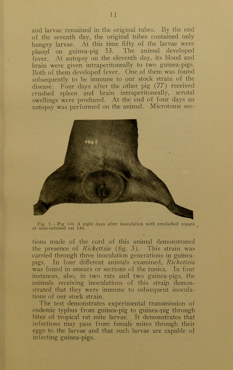 and larvae remained in the original tubes. By the end of the seventh day, the original tubes contained only hungry larvae. At this time fifty of the larvae were placed on guinea-pig 53. The animal developed fever. At autopsy on the eleventh day, its blood and brain were given intraperitoneally to two guinea-pigs. Both of them developed fever. One of them was found subsequently to be immune to our stock strain of the disease. Four days after the other pig (77) received crushed spleen and brain intraperitoneally, scrotal swellings were produced. At the end of four days an autopsy was performed on the animal. Microtome sec- tions made of the cord of this animal demonstrated the presence of Rickettsia (fig. 3). This strain was carried through three inoculation generations in guinea- pigs. In four different animals examined, Rickettsia was found in smears or sections of the tunica. In four instances, also, in two rats and two guinea-pigs, the animals receiving inoculations of this strayi demon- strated that they were immune to subsequent inocula- tions of our stock strain. The test demonstrates experimental transmission of endemic typhus from guinea-pig to guinea-pig through bites of tropical rat mite larvae. It demonstrates that infections may pass from female mites through their eggs to the larvae and that such larvae are capable of infecting guinea-pigs.