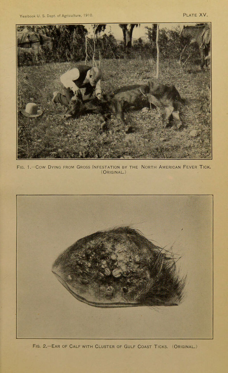 Fig. 1.—Cow Dying from Gross Infestation by the North American Fever Tick. (Original.) Fig. 2.—Ear of Calf with Cluster of Gulf Coast Ticks. (Original.)