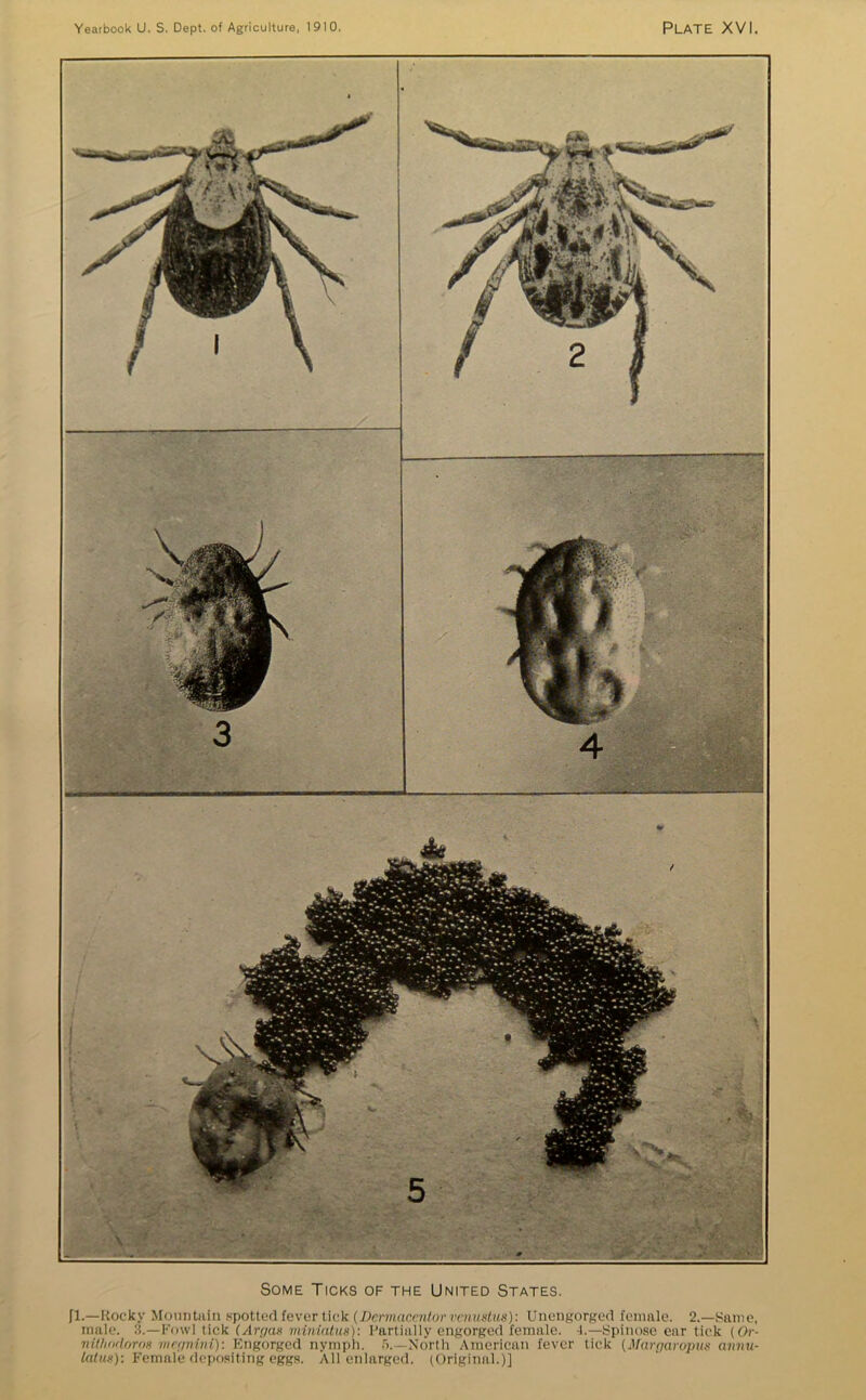 Some Ticks of the United States. fl.—Rocky Mountain spotted fever tick (Dermacentor venustus): Unengorged female. 2.—Same, male. 3.—Fowl tick (Argos mtniatus): Partially engorged female. 4.—Spinosc ear tick (Or- nithndoroH mcgnini): Engorged nymph. 5.—North American fever tick (Margaropus anvu- lalus): Female depositing eggs. All enlarged. (Original.)]