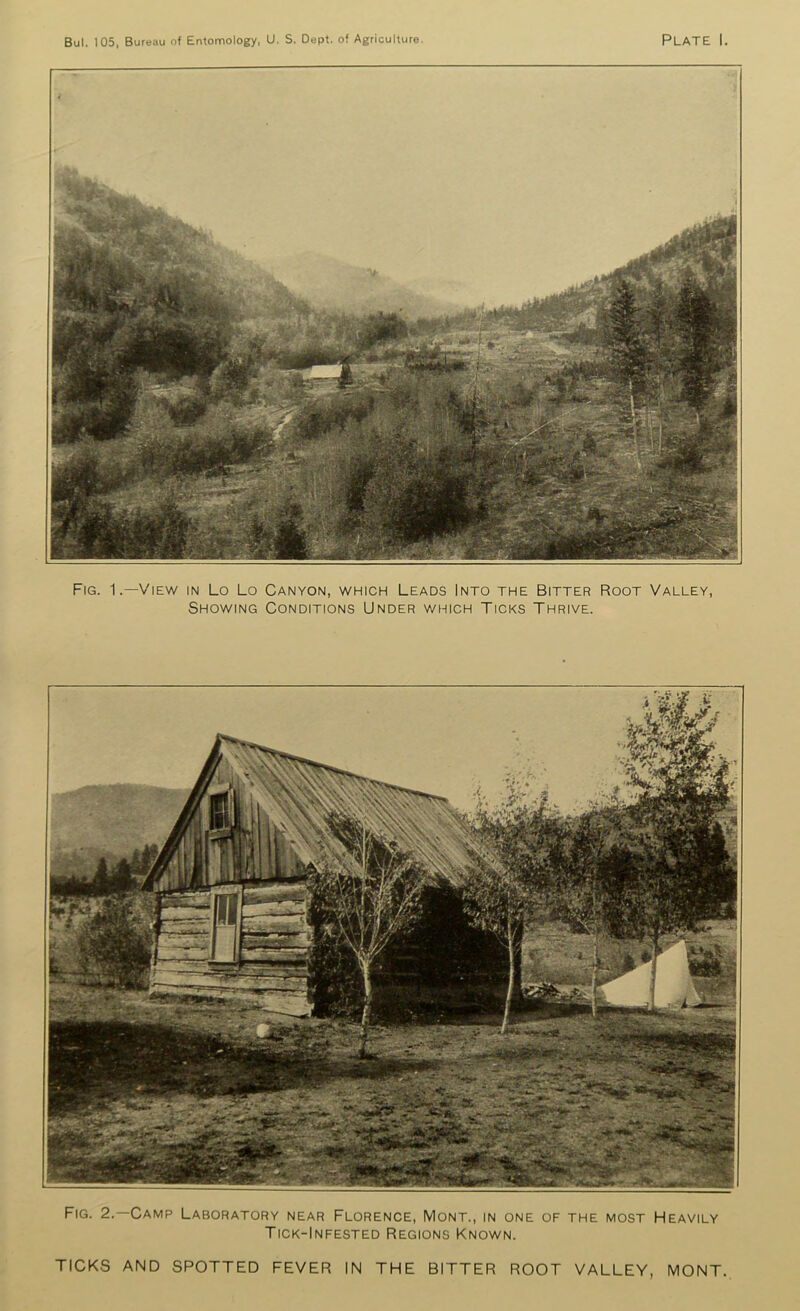 Bui. 105, Bureau of Entomology, U. S. Dept, of Agriculture. Plate I. Fig. 1.—View in Lo Lo Canyon, which Leads Into the Bitter Root Valley, Showing Conditions Under which Ticks Thrive. Fig. 2.—Camp Laboratory near Florence, Mont., in one of the most Heavily Tick-Infested Regions Known. TICKS AND SPOTTED FEVER IN THE BITTER ROOT VALLEY, MONT.