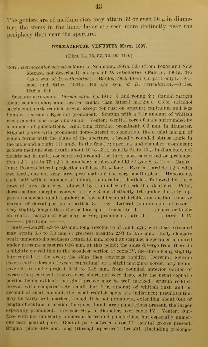 The goblets are of medium size, may attain 32 or even 3G /* in diame- ter: the stems in the inner layer are seen more distinctly near the periphery than near the aperture. DERMACENTOR VENTJSTTJS Marx, 1897. (Figs. 14, 15, 57, 75, 90, 109.) 1897: Dcrmacentor venustus Marx in Neumann, lS97a, 365 (from Texas and New Mexico, not described) as syn. of D. reticulatus (Fabr.) ; 1901a, 345 (as a syn. of I). reticulatus).—Banks, 1908, 46-47 (in part only).—Sal- mon and Stiles, 1901a, 449 (as syn. of D. reticulatus).—Stiles, 1908m, 949. Specific diagnosis.—Dcrmacentor (p. 18) : $ and young 9 : Caudal margin about semicircular, anus nearer caudal than lateral margins. Color (alcohol specimens) dark reddish brown, except for rust on scutum; capitulum and legs lighter. Dorsum: Eyes not prominent. Scutum with a fair amount of whitish rust; punctations large and small. Venter: Genital pore of male surrounded by a number of punctations. Anal ring circular, prominent, 0.3 mm. in diameter. Stigmal plates with prominent dorso-lateral prolongation, the caudal margin of which forms with the plane of the aperture, a broadly rounded obtuse angle in the male and a right (?) angle in the female; aperture and chamber prominent; goblets medium size, attain about 10 to 43 n, usually 24 to 40 n in diameter, not thickly set in male, concentrated around aperture, more separated on prolonga- tion ( $ ), attain 75 ( 8 ) in number; meshes of middle layer 8 to 12 fi. Capitu- lum : Postero-lateral projections of base 64 ^ long. External article ( $ ) with two teeth, one not very large proximal and one very small apical. Ilypostome, each half with a number of minute subterminal denticles, followed by three rows of large denticles, followed by a number of scale-like denticles. Palpi, dorso-median margins convex; article 3 not distinctly triangular dorsally, ap- pears somewhat quadrangular; a few subterminal bristles on median concave margin of dorsal portion of article 3. Legs: Lateral (outer) spur of coxie I very slightly longer than the median spur; trochanter I ; spurs or knobs on ventral margin of legs may be very prominent; tarsi I , tarsi II-IV ; pulvillum . , Male.—Length 4.9 to 6.0 mm. long (exclusive of hind legs; with legs extended may attain 6.5 to 7.3 mm.) ; greatest breadth 2.93 to 3.75 mm. Body elongate oval; unmounted specimens attain 1.0 mm. broad at scapulas, a specimen mounted under pressure measures 0.96 mm. at this point; the sides diverge from there in a slightly curved line to the broadest portion at coxae IV, the curve being slightly interrupted at the eyes; the sides then converge rapidly. Dorsum: Scutum covers entire dorsum (except capitulum) or a slight marginal border may be un- covered ; scapulae project 0.24 to 0.48 mm. from rounded anterior border of excavation; cervical grooves very short, not very deep, only the usual cephalic portion being evident; marginal groove may be well marked; scutum reddish brown, with comparatively small, but fair, amount of whitish rust, and on account of small amount, the usual reddish spots are indistinct; pseudoscutum may be fairly well marked, though it is not prominent, extending about 0.40 of length of scutum in median line; small and large punctations present, the larger especially prominent. Foveoke SO n in diameter, over coxie IV. Venter: Sur- face with not unusually numerous hairs and punctations, but especially numer- ous near genital pore. Genital pore between coxa? II; genital groove present. Stigmal plate 0.48 mm. long (through aperture) ; breadth (including prolonga-