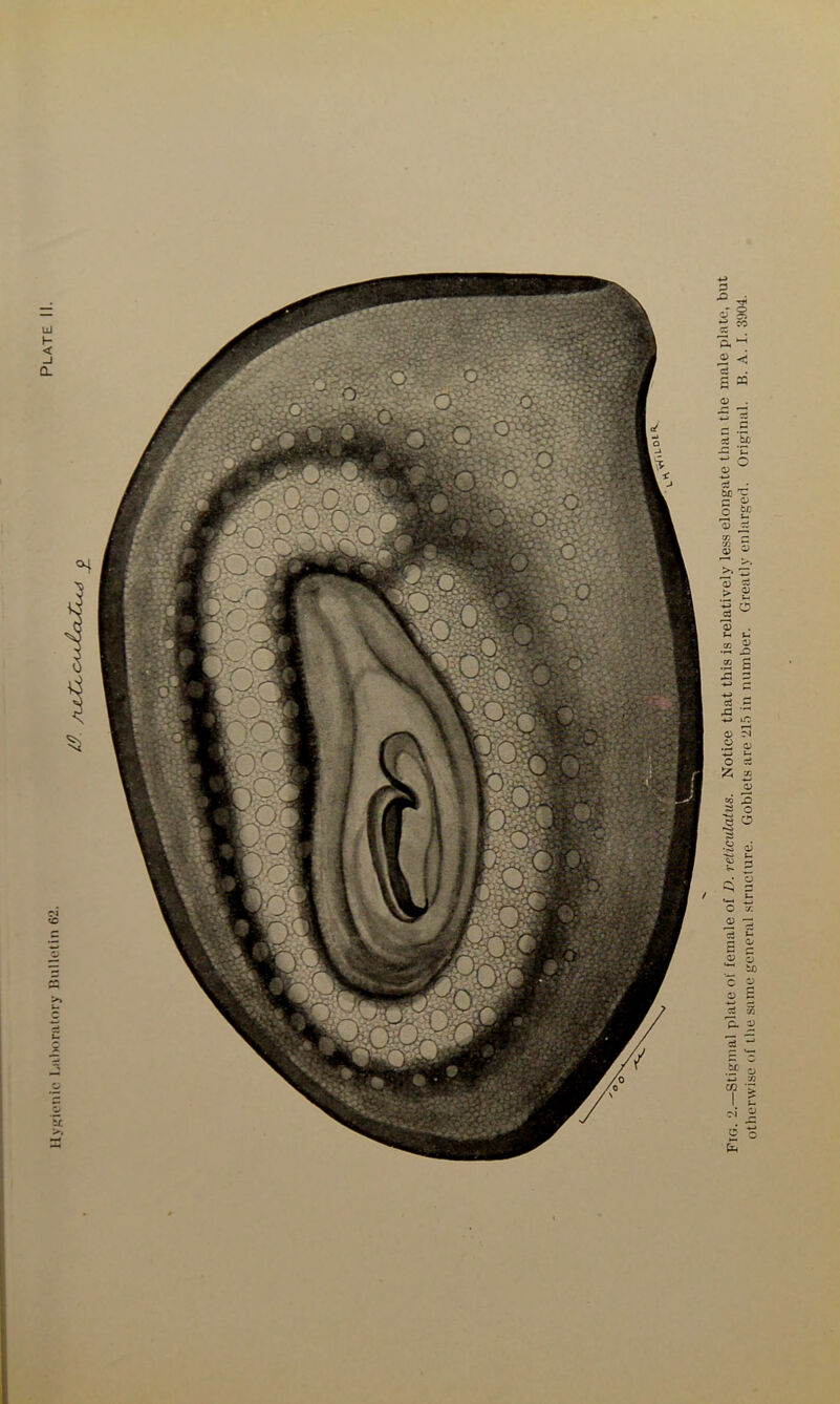 Hygienic laboratory Bulletin 62.