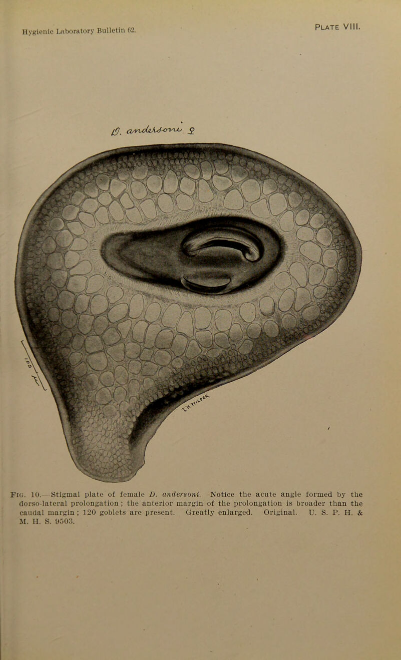 l^j (x/vuJjlM'&v'-*-' _£ Fiu. 10.—Stigmal plate of female D. andersoni. Notice the acute angle formed by the dorso-lateral prolongation ; the anterior margin of the prolongation is broader than the caudal margin; 120 goblets are present. Greatly enlarged. Original. U. S. P. H. & M. H. S. 9503.