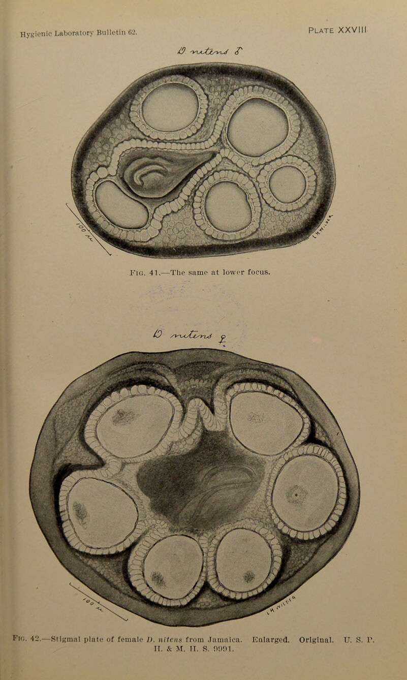 Fig. 41.—The same at lower focus. (0 £ Fig. 42.—Stigmal plate of female D. nitens from Jamaica. Enlarged. Original. U. S. 1\