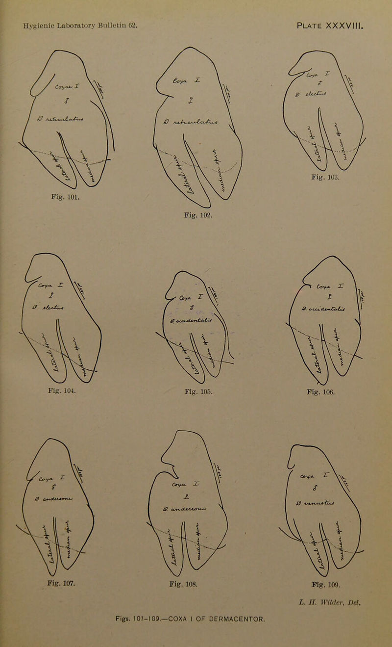 Fig. 106. Fig. 107. L. II. Wilder, Del. 737/-*-