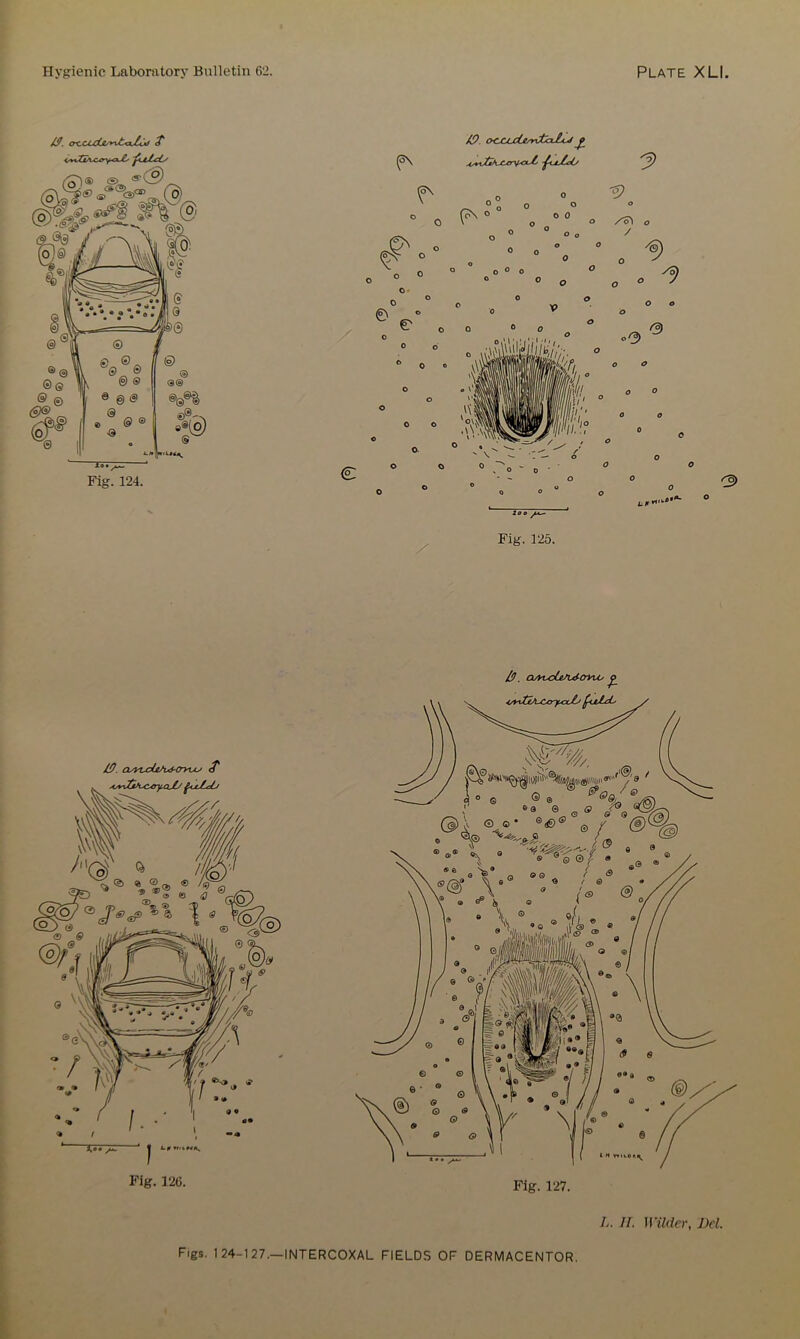 /S. crcdxijt^t^cuLjd Fig. 124. oc^ccUwiixLij £ Fig. 125. 19. OAv9e/L4-crYu-‘ <7* Fig. 126. &). OAi^deAAoyTX, L. II. Wilder, Del.