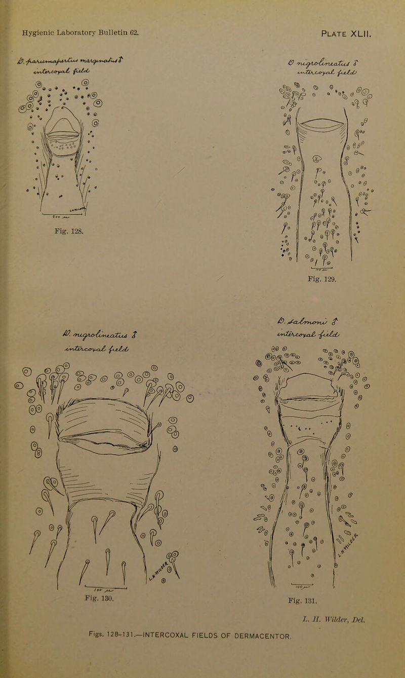 / -iy^ClA^C^oy^xJL -£<jl&cO Fig. 129. Ayy^tth^rx^ci^ -f+iJLcL/ 4ynXlAxjryxxJ& -^l£cO L. JI. Wilder, Del
