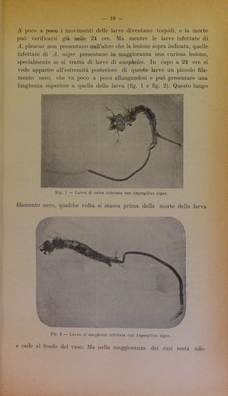 A poco a poco i movimenti delle larve diventano torpidi, e la morte può verificarsi già nelle 24 ore. Ma mentre le larve infettate di A. gìmicus non presentano nuli’altro che la lesione sopra indicata, quelle infettate di A. niger presentano in maggioranza una curiosa lesione, specialmente se si tratta di larve di anopheles. In capo a 24 ore si vede apparire all’estremità posteriore di queste larve un piccolo fila- mento nero, che va poco a poco allungandosi e può presentare una lunghezza superiore a quella della larva (fig. 1 e fig. 2). Questo lungo * - - ■ ■ . ■ - , -, —! 1 — Larva di culex infettata con Aspergillus niger. filamento nero, qualche volta si stacca prima della morte della larva Fig. 2 Larva di aDophelcs infottata con Aspergillus niger. e cade al fondo del vaso. J\la nella maggioranza dei casi resta ade-