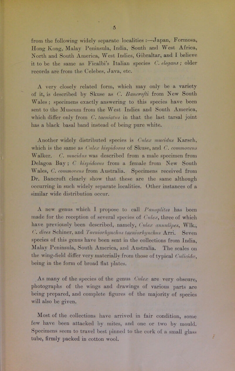 from the following widely separate localities :—Japan, Formosa, Hong Kong, Malay Peninsula, India, South and West Africa, North and South America, West Indies, Gibraltar, and I believe it to be the same as Ficalbi’s Italian species C. elecjans; older records are from the Celebes, .lava, etc. A very closely related form, which may only be a variety of it, is described by Skuse as C. Bancrofti from New South Wales ; specimens exactly answering to this species have been sent to the Museum from the West Indies and South America, which differ only from C. taeniatus in that the last tarsal joint has a black basal band instead of being pure white. Another widely distributed species is Culex mucidus Ivarsch, which is the same as Culex hispidosus of Skuse, and C. commovens Walker. C. mucidus was described from a male specimen from Delagoa Bay ; C hispidosus from a female from New South Wales, C. commovens from Australia. Specimens received from Dr. Bancroft clearly show that these are the same although occurring in such widely separate localities. Other instances of a similar wide distribution occur. A new genus which 1 propose to call Panoplites has been made for the reception of several species of Culex, three of which have previously been described, namely, ('ulex annulipes, Wlk., < . dives Schiner, and Taeniorhynclius tueniorliynchus Arri. Seven species of this genus have been sent in the collections from India, Malay Peninsula, South America, and Australia. The scales on the wing-field differ very materially from those of typical Culiciild’, being in the form of broad flat plates. As many of the species of the genus Culex are very obscure, photographs of the wings and drawings of various parts are being prepared, and complete figures of the majority of species will also be given. Most of the collections have arrived in fair condition, some few have been attacked by mites, and one or two by mould. Specimens seem to travel best pinned to the cork of a small glass tube, firmly packed in cotton wool.