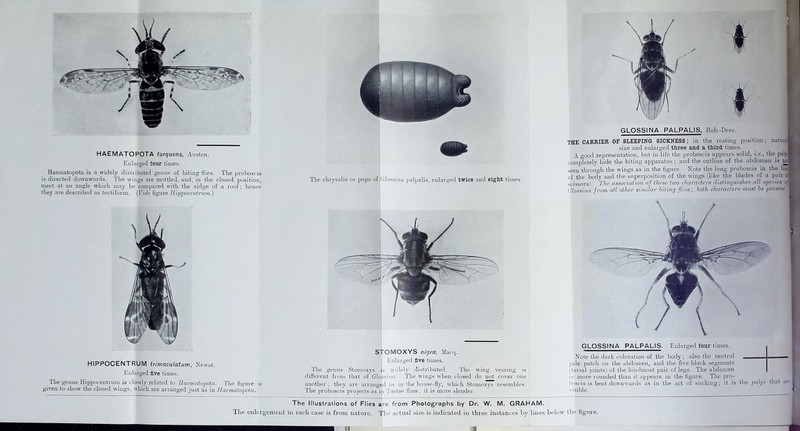 HAEMATOPOTA torquens, Austen. Enlarged four times. Haematopota is a widely distributed'genus of biting flies. The proboscis is directed downwards. The wings are mottled, and, in the closed position, meet at an angle which may be compared with the ridge of a roof; hence they are described as tectiform. (Vide figure Hippocentrum.) The chrysalis or pupa of|Glossina palpalis, enlarged twice and eight times. HIPPOCENTRUM trimaculatum, Newst. Enlarged five times. The genus Hippoceutruni is closely related to Haematopota. The figure is given to show the closed wings, which are arranged just as in Haematopota. STOMOXYS nigra, Macq. Enlarged five times. The genus Storaoxys is widely distributed. The wing veining is different from that of Glossina. The wings when closed do not cover one another; they are arranged as in the house-fly, which Stomoxys resembles. The proboscis projects as in Tsetse flies; it is more slender. The Illustrations of Flies are from Photographs by Dr. W. M. GRAHAM. GLOSSINA PALPALIS, Rob.-Desv. THE CARRIER OF SLEEPING SICKNESS; in the resting position ; natural! size and enlarged three and a third times. A good representation, but in life the proboscis appears solid, i.e., the palpi completely hide the biting apparatus; and the outline of the abdomen is noil seen through the wings as in the figure. Note the long proboscis in the line! of the body and the superposition of the wings (like the blades of a pair oil scissors). The association of these two characters distinguishes all species ojI (Hossina from all other similar biting flies; both characters must be present. GLOSSINA PALPALIS. Enlarged four times. Note the dark coloration of the body ; also the central ____ — pale patch on the abdomen, and the five black segments (tarsal joints) of the hindmost pair of legs. The abdomen is more rounded than it appears in the figure. The pro- boscis is bent downwards as in the act of sucking; it is the palpi that are visible. ! The enlargement in each case is from nature. The actual size is indicated in three instances by lines below the figure. J 11