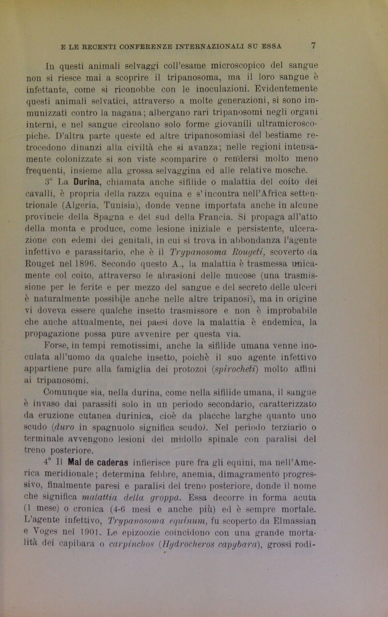 In questi animali selvaggi coll’esame microscopico del sangue nou si riesce mai a scoprire il tripanosoma, ma il loro sangue è infettante, come si riconobbe con le inoculazioni. Evidentemente questi animali selvatici, attraverso a molte generazioni, si sono im- munizzati contro la nagana; albergano rari tripanosomi negli organi interni, e nel sangue circolano solo forme giovanili ultramicrosco- piche. D’altra parte queste ed altre tripanosomiasi del bestiame re- trocedono dinanzi alla civiltà che si avanza; nelle regioni intensa- mente colonizzate si son viste scomparire o rendersi molto meno frequenti, insieme alla grossa selvaggina ed alle relative mosche. 3° La Durina, chiamata anche sifilide o malattia del coito dei cavalli, è propria della razza equina e s’incontra nell’Africa setten- trionale (Algeria, Tunisia), donde venne importata anche in alcune provincie della Spagna e del sud della Francia. Si propaga all’atto della monta e produce, come lesione iniziale e persistente, ulcera- zione con edemi dei genitali, in cui si trova in abbondanza l’agente infettivo e parassitario, che è il Trypanosoma Rouqeti, scoverto da Rouget nel 1896. Secondo questo A., la malattia è trasmessa unica- mente col coito, attraverso le abrasioni delle mucose (una trasmis- sione per le ferite e per mezzo del sangue e del secreto delle ulceri è naturalmente possibile anche nelle altre tripanosi), ma in origine vi doveva essere qualche insetto trasmissore e non è improbabile che anche attualmente, nei paesi dove la malattia è endemica, la propagazione possa pure avvenire per questa via. Forse, in tempi remotissimi, anche la sifìlide umana venne ino- culata all’uomo da qualche insetto, poiché il suo agente infettivo appartiene pure alla famiglia dei protozoi (spirocheti) molto affini ai tripanosomi. Comunque sia, nella durina, come nella sifilide umana, il sangue è invaso dai parassiti solo in un periodo secondario, caratterizzato da eruzione cutanea durinica, cioè da placche larghe quanto uno scudo (duro in spagnuolo significa scudo). Nel periodo terziario o terminale avvengono lesioni del midollo spinale con paralisi del treno posteriore. 4° Il Mal de caderas infierisce pure fra gli equini, ma nell’Ame- rica meridionale; determina febbre, anemia, dimagramento progres- sivo, finalmente paresi e paralisi del treno posteriore, donde il nome che significa malattia delia groppa. Essa decorre in forma acuta (1 mese) o cronica (4-6 mesi e anche più) ed è sempre mortale. L’agente infettivo, Trypanosoma equinum, fu scoperto da Elmassian e Yoges nel 1901. Le epizoozie coincidono con una grande morta- lità dei capibara o carpinoli os (Hydrocheros capybara), grossi rodi-