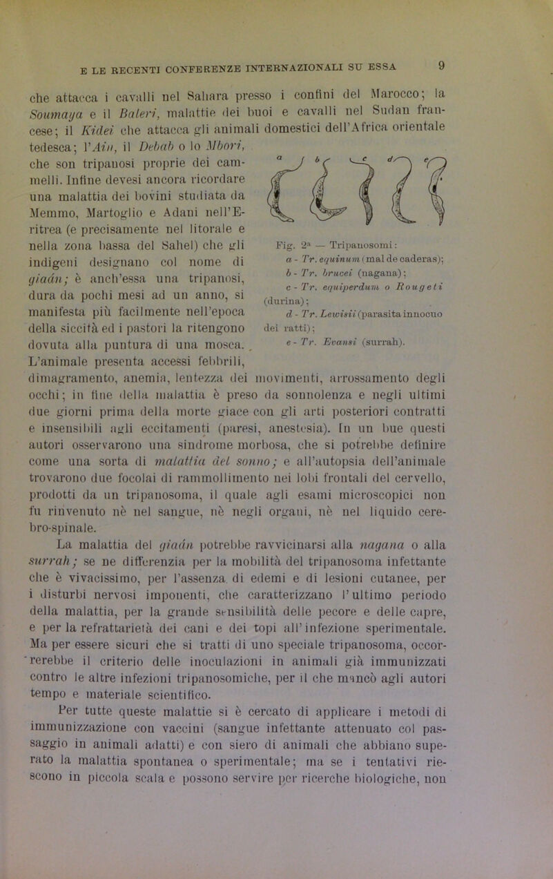 Fig. 2a — Tripanosomi: a - Tr. equinum. ( mal de caderas); b - Tr. brucei (nagana) ; c-Tr. equiperdum o Rougeti (durina) ; d - Tr. Lewisii (parasita innoouo dei ratti) ; e - Tr. Evansi (surrah). che attacca i cavalli nel Sahara presso i confini del Marocco*, la Soumaya e il Boleri, malattie dei buoi e cavalli nel Sudan fran- cese; il Kidei che attacca gli animali domestici dell’Africa orientale tedesca; YAin, il Debab o lo Mbori, che son tripauosi proprie dei cam- melli. Infine devesi ancora ricordare una malattia dei bovini studiata da Memmo, Martoglio e Adani nell’E- ritrea (e precisamente nel litorale e nella zona bassa del Sahel) che gli indigeni designano col nome di (/iddìi; è anch’essa una tripanosi, dura da pochi mesi ad un anno, si manifesta più facilmente nell’epoca della siccità ed i pastori la ritengono dovuta alla puntura di una mosca. L’animale presenta accessi febbrili, dimagramento, anemia, lentezza dei movimenti, arrossamento degli occhi; in fine della malattia è preso da sonnolenza e negli ultimi due giorni prima della morte giace con gli arti posteriori contratti e insensibili agli eccitamenti (paresi, anestesia). In un bue questi autori osservarono una sindrome morbosa, che si potrebbe definire come una sorta di malattia del sonno; e all’autopsia dell’animale trovarono due focolai di rammollimento nei lobi frontali del cervello, prodotti da un tripanosoma, il quale agli esami microscopici non fu rinvenuto nè nel sangue, nè negli organi, nè nel liquido cere- bro-spinale. La malattia del giada potrebbe ravvicinarsi alla nagana o alla surrah; se ne differenzia per la mobilità del tripanosoma infettante che è vivacissimo, per l’assenza di edemi e di lesioni cutanee, per i disturbi nervosi imponenti, che caratterizzano l’ultimo periodo della malattia, per la grande sensibilità delle pecore e delle capre, e per la refrattarie!à dei cani e dei topi all’infezione sperimentale. Ma per essere sicuri che si tratti di uno speciale tripanosoma, occor- 'rerebbe il criterio delle inoculazioni in animali già immunizzati contro le altre infezioni tripanosomiche, per il che mancò agli autori tempo e materiale scientifico. Per tutte queste malattie si è cercato di applicare i metodi di immunizzazione con vaccini (sangue infettante attenuato col pas- saggio in animali adatti) e con siero di animali che abbiano supe- rato la malattia spontanea o sperimentale; ina se i tentativi rie- scono iu piccola scala e possono servire per ricerche biologiche, non