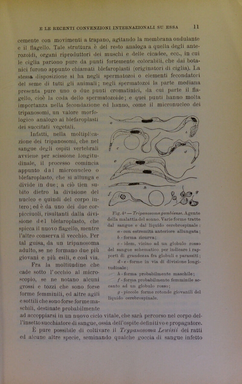 cernente con movimenti a trapano, agitando la membrana ondulante e il flagello. Tale struttura è del resto analoga a quella degli ante- rozoidi, organi riproduttori «lei muschi e delle cicadee, ecc., in cui le ciglia partono pure da punti fortemente colorabili, che dai bota- nici furono appunto chiamati blefaroplasti (originatori di ciglia). La stessa disposizione si ha negli spermatozoi o elementi fecondatori del seme di tutti gli animali; negli spermatozoi la parte mediana presenta pure uno o due punti cromatinici, da cui parte il fla- gello, cioè la coda dello spermatozoide; e quei punti hanno molta importanza nella fecondazione ed hanno, come il micronucleo dei tripanosomi, un valore morfo- logico analogo ai blefaroplasti dei succitati vegetali. Infatti, nella moltiplica- zione dei tripanosomi, che nel sangue degli ospiti vertebrali avviene per scissione longitu- dinale, il processo comincia appunto dal micronncleo o blefaroplasto, che si allunga e divide in due; a ciò tieu su- bito dietro la divisione ilei nucleo e quindi del corpo in- tero; ed è da uno dei due cor- picciuoli, risultanti dalla divi- sione del bletaroplasto, che spicca il nuovo flagello, mentre l’altro conserva il vecchio. Per tal guisa, da un tripanosoma adulto, se ne formano due più giovani e più esili, e così via. Fra la moltitudine che cade sotto rocchio al micro- scopio, se ne notano alcuni grossi e tozzi che sono forse forme femminili, ed altre agili e sotti 1 i che sono forse forme ma- schili, destinate probabilmente ad accoppiarsi in un nuovo ciclo vitale, che sarà percorso nel corpo del- l’insetto succhiatore di sangue, ossia dell’ospite definitivo e propagatore. È pure possibile di coltivare il Trypauosoma Lewisii dei ratti ed alcune altre specie, seminando qualche goccia di sangue infetto Fig. 4a — Tripanosoma gambiense. Agente della malattia del sonno. Varie forme tratte dal sangue e dal liquido oerebrospinale : a - con estremità anteriore allungata ; è-forma licurva; c - idem, vicino ad un globulo rosso del sangue schematico per indicare i rap- porti di grandezza fra globuli e parassiti ; d - e - forme in via di divisione longi- tudinale ; h -forma probabilmente maschile; f - forma probabilmente femminile ac- canto ad un globulo rosso; g - piccole forme rotonde giovanili del liquido cerebrospinale.