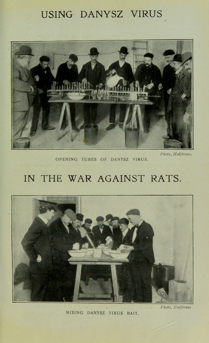 Photo, Haljtones. OPENING TUBES OF DANYSZ VIRUS. IN THE WAR AGAINST RATS. Photo, Halftones