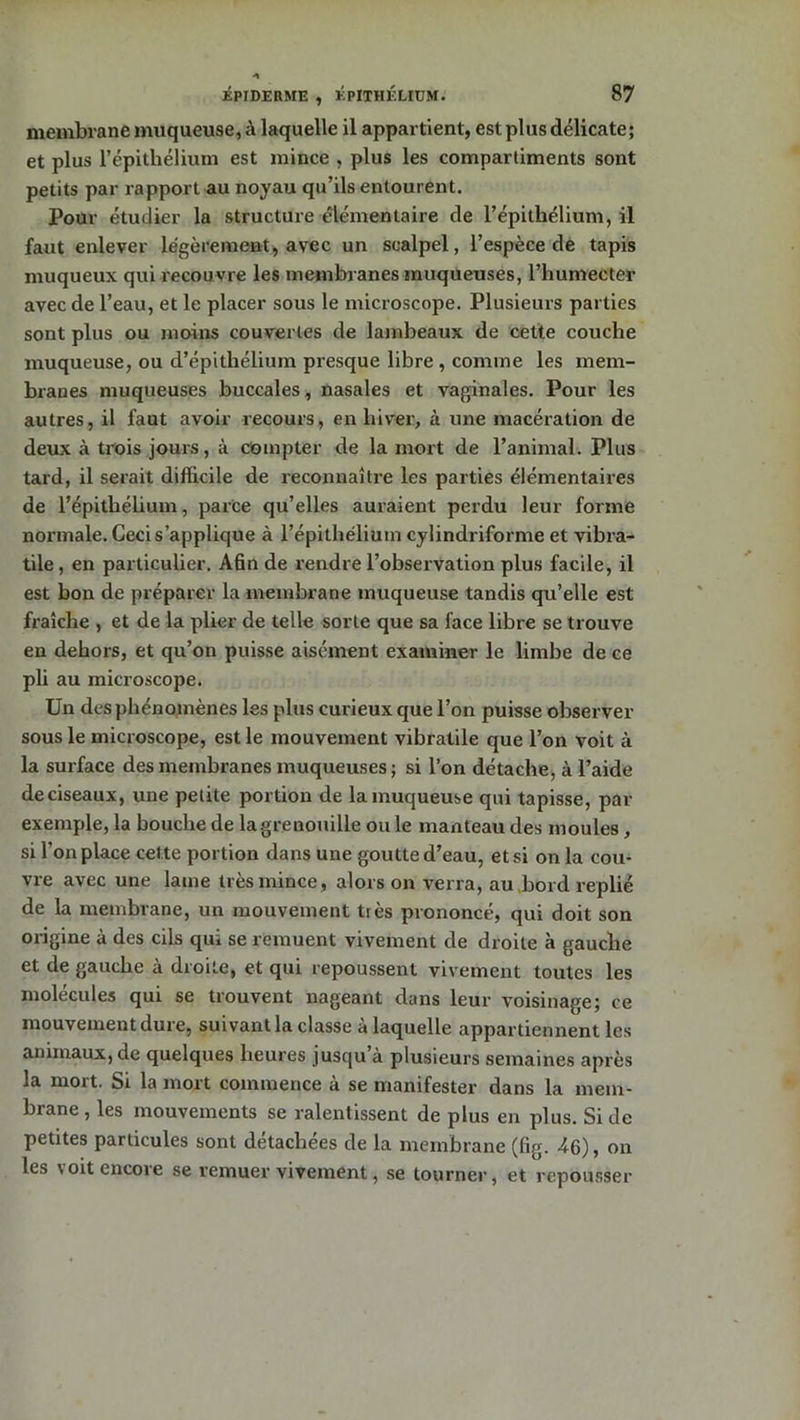 membrane muqueuse, à laquelle il appartient, est plus délicate; et plus l’épithélium est mince , plus les compartiments sont petits par rapport au noyau qu’ils entourent. Pour étudier la structure élémentaire de l’épithélium, il faut enlever légèrement, avec un scalpel, l’espèce de tapis muqueux qui recouvre les membranes muqueuses, l’humecter avec de l’eau, et le placer sous le microscope. Plusieurs parties sont plus ou moins couvertes de lambeaux de cette couche muqueuse, ou d’épithélium presque libre , comme les mem- branes muqueuses buccales, nasales et vaginales. Pour les autres, il faut avoir recours, en hiver, à une macération de deux à trois jours, à compter de la mort de l’animal. Plus tard, il serait difficile de reconnaître les parties élémentaires de l’épithélium, parce qu’elles auraient perdu leur forme normale. Ceci s’applique à l’épithélium cylindriforme et vibra- tile, en particulier. Afin de rendre l’observation plus facile, il est bon de préparer la membrane muqueuse tandis qu’elle est fraîche , et de la plier de telle sorte que sa face libre se trouve en dehors, et qu’on puisse aisément examiner le limbe de ce pli au microscope. Un des phénomènes les plus curieux que l’on puisse observer sous le microscope, est le mouvement vibratile que l’on voit à la surface des membranes muqueuses ; si l’on détache, à l’aide de ciseaux, une petite portion de la muqueuse qui tapisse, par exemple, la bouche de la grenouille ou le manteau des moules, si l’on place cette portion dans une goutte d’eau, et si on la cou- vre avec une lame très mince, alors on verra, au bord replié de la membrane, un mouvement très prononcé, qui doit son origine à des cils qui se remuent vivement de droite à gauche et de gauche à droite, et qui repoussent vivement toutes les molécules qui se trouvent nageant dans leur voisinage; ce mouvement dure, suivant la classe à laquelle appartiennent les animaux, de quelques heures jusqu à plusieurs semaines après la mort. Si la mort commence à se manifester dans la mem- brane , les mouvements se ralentissent de plus en plus. Si de petites particules sont détachées de la membrane (fig. 46), on les voit encore se remuer vivement, se tourner, et repousser