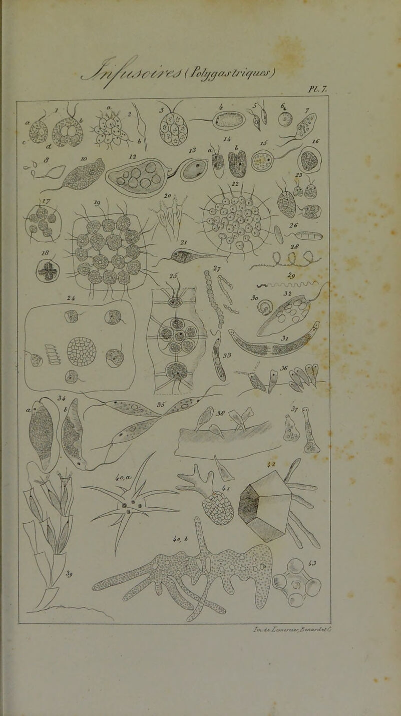 n.7. Vf///, frf f r€kf (fotygaj-l/‘iqu&r) ,/xrvjvA v/1» - >AA J2 Z/n «V. .Z~<v/» t/ster £ rttanf rf C