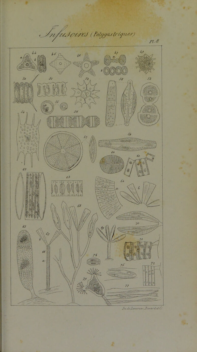 y/>////. Jrvy y J ( PotgyàuïrûjitfJ') nâ fm iù.2,ej>i*j-atJ JjctKiJ'd. C