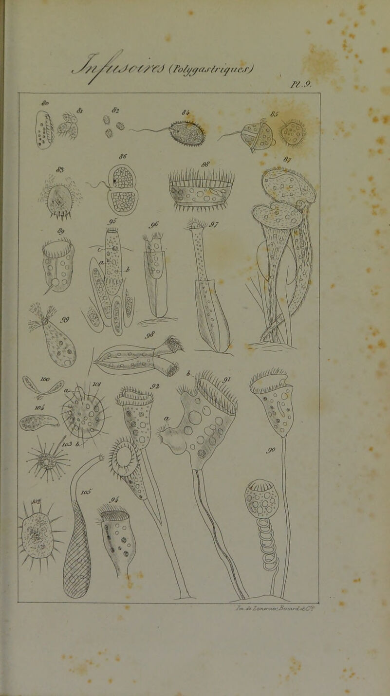 '/'A///, Jûr/ y'J (Po/y</asl/ u/tn-.r) /Y .0. Tm Ja Zan*r<uj:liejiani.*t,Ctf