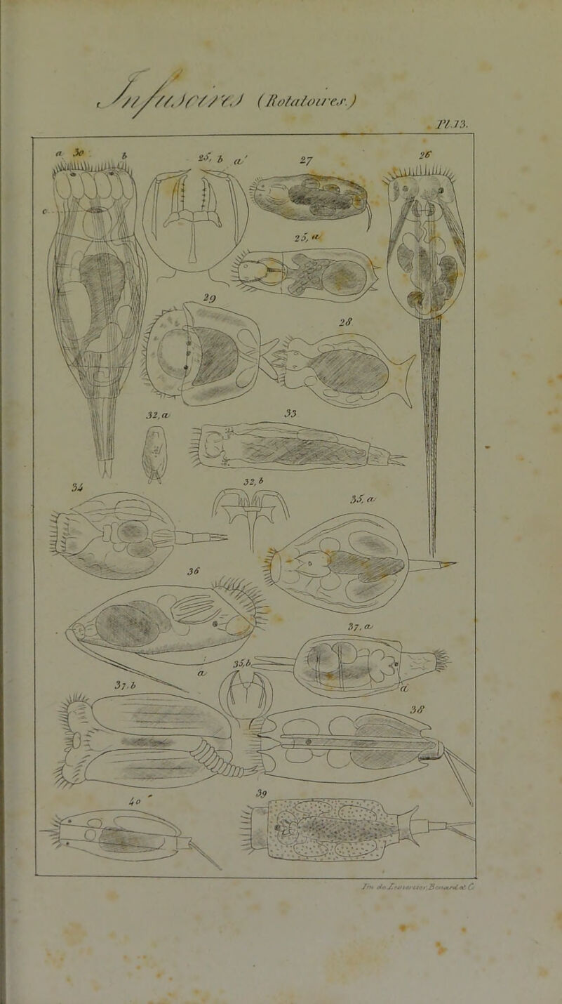 t 7////, )r/S Y. J (Rotatoires.) r/.n. v^4U\W4ii*»ùj lin *Ui£ein*rti«r.Bcn4trtt«t G